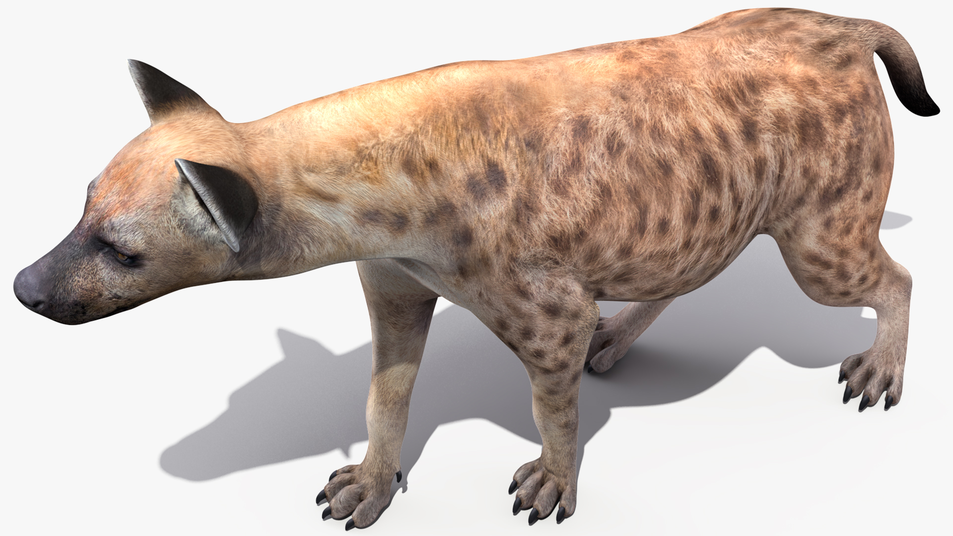 Hyena Rigged 3D