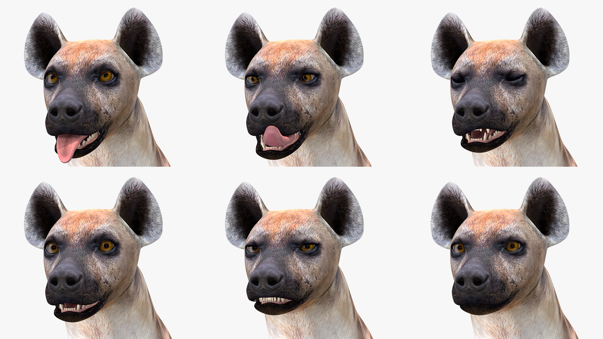 Hyena Rigged 3D