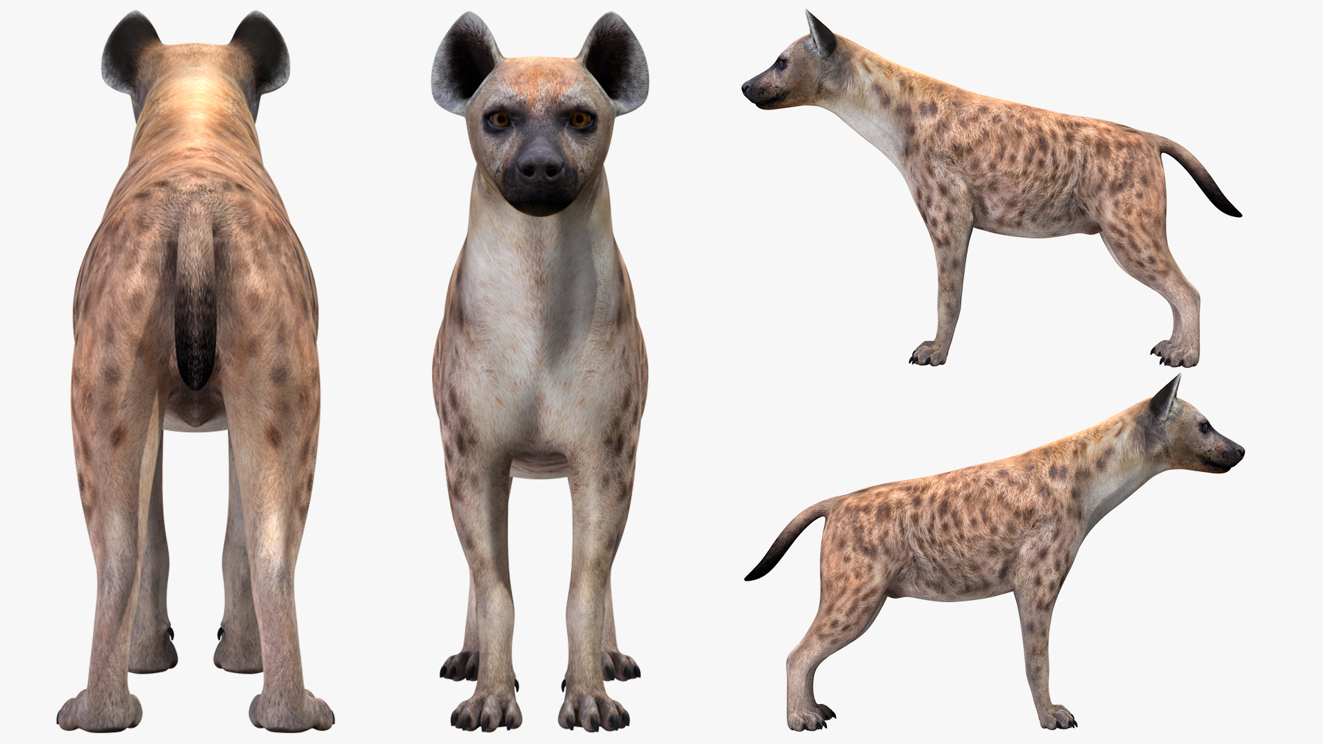 Hyena Rigged 3D