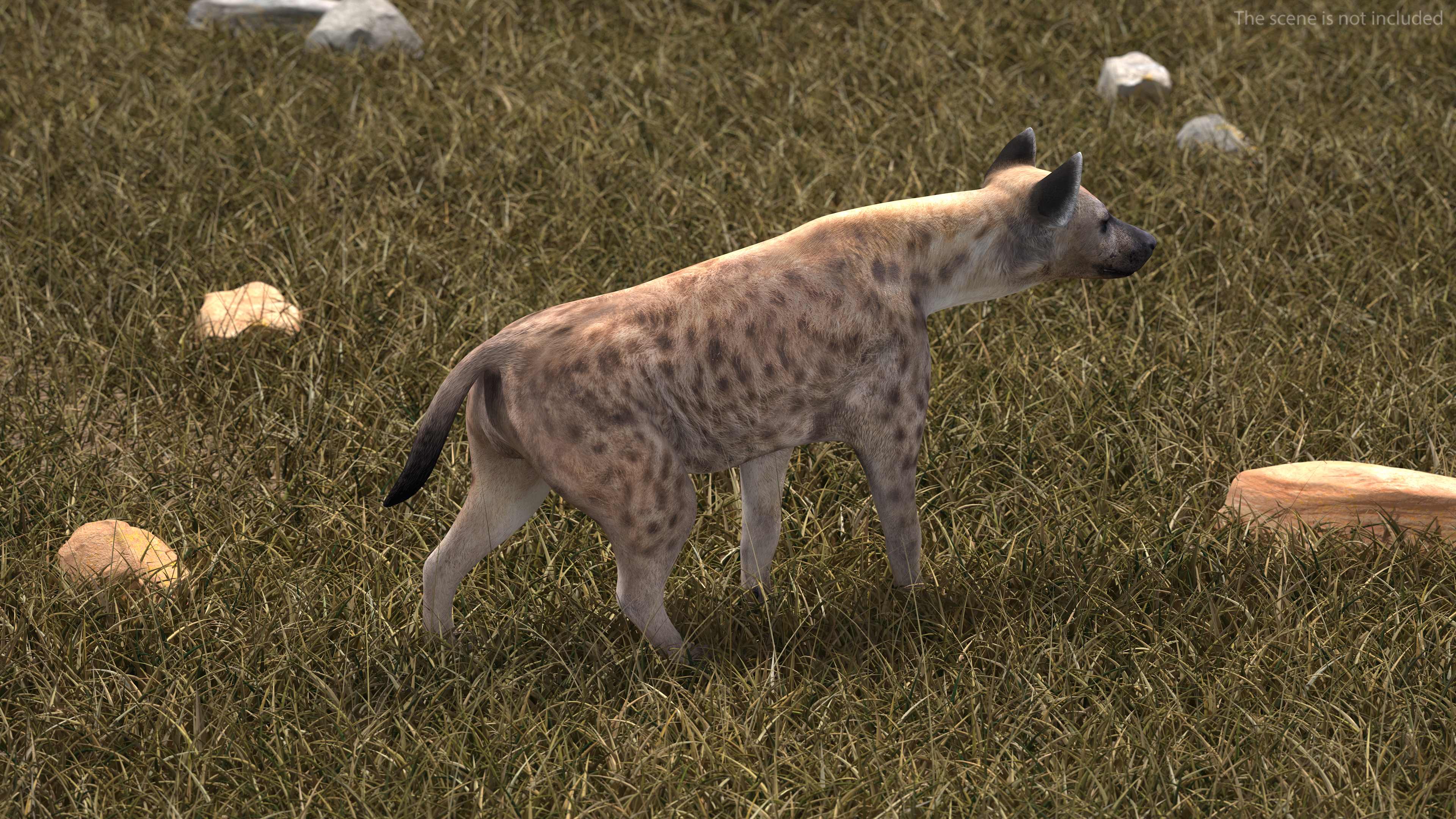 Hyena Rigged 3D