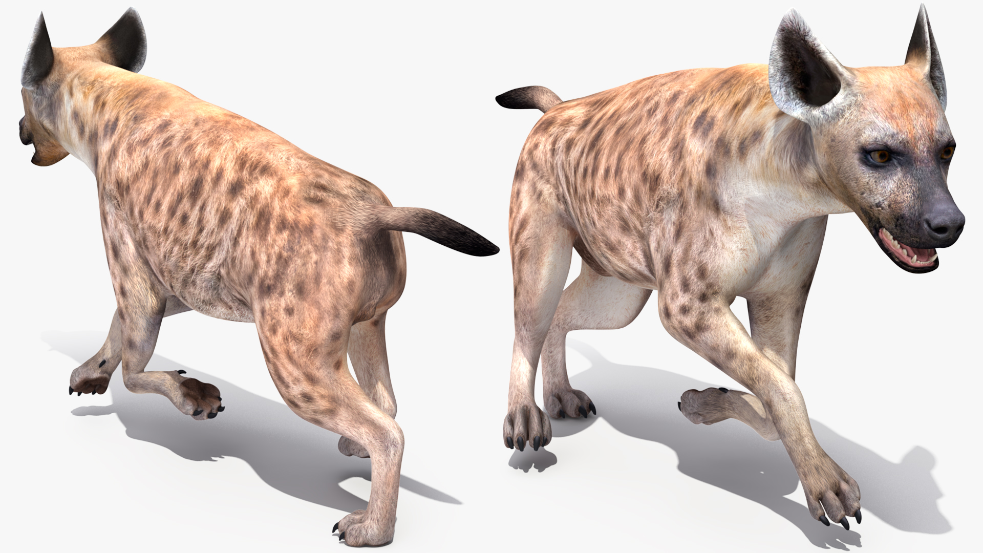 Hyena Rigged 3D