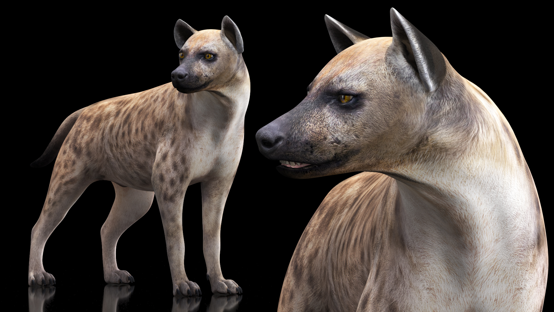 Hyena Rigged 3D