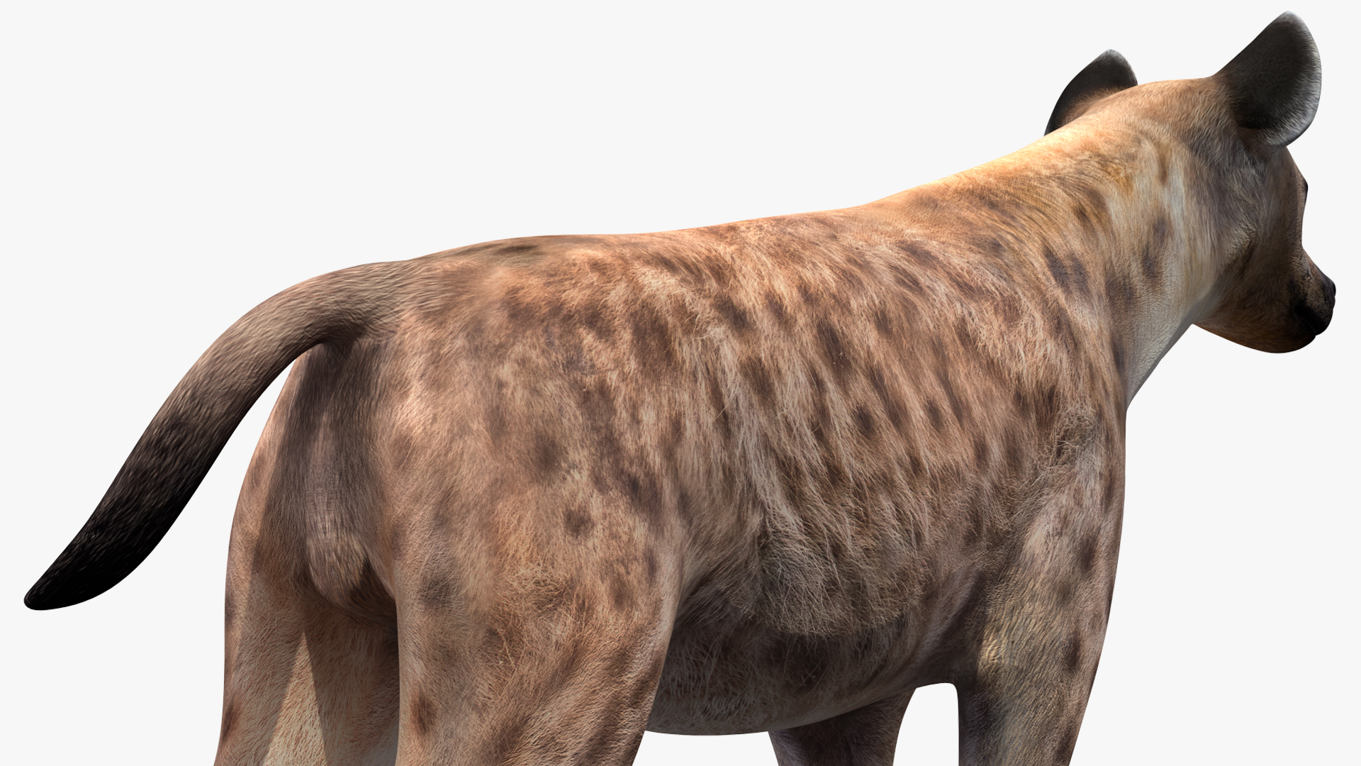 Hyena Rigged 3D