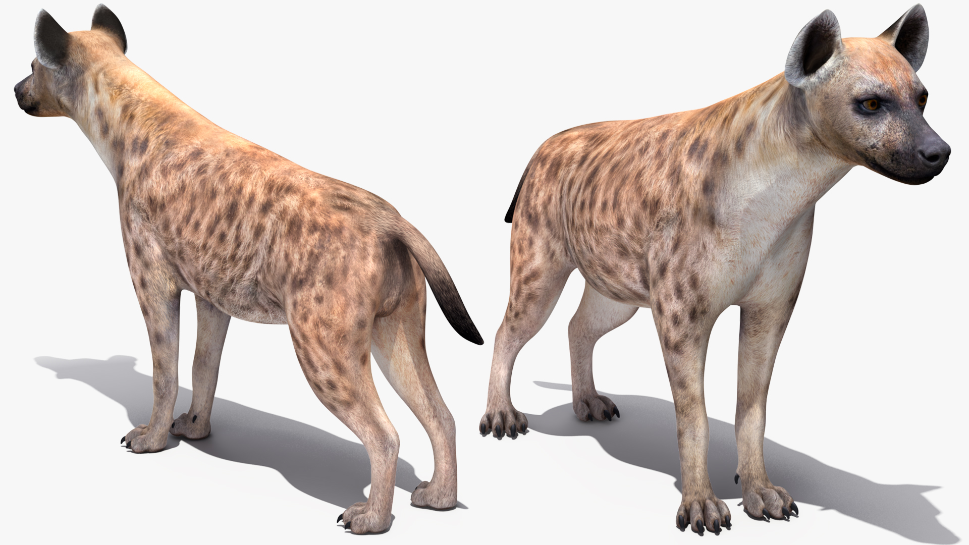 Hyena Rigged 3D