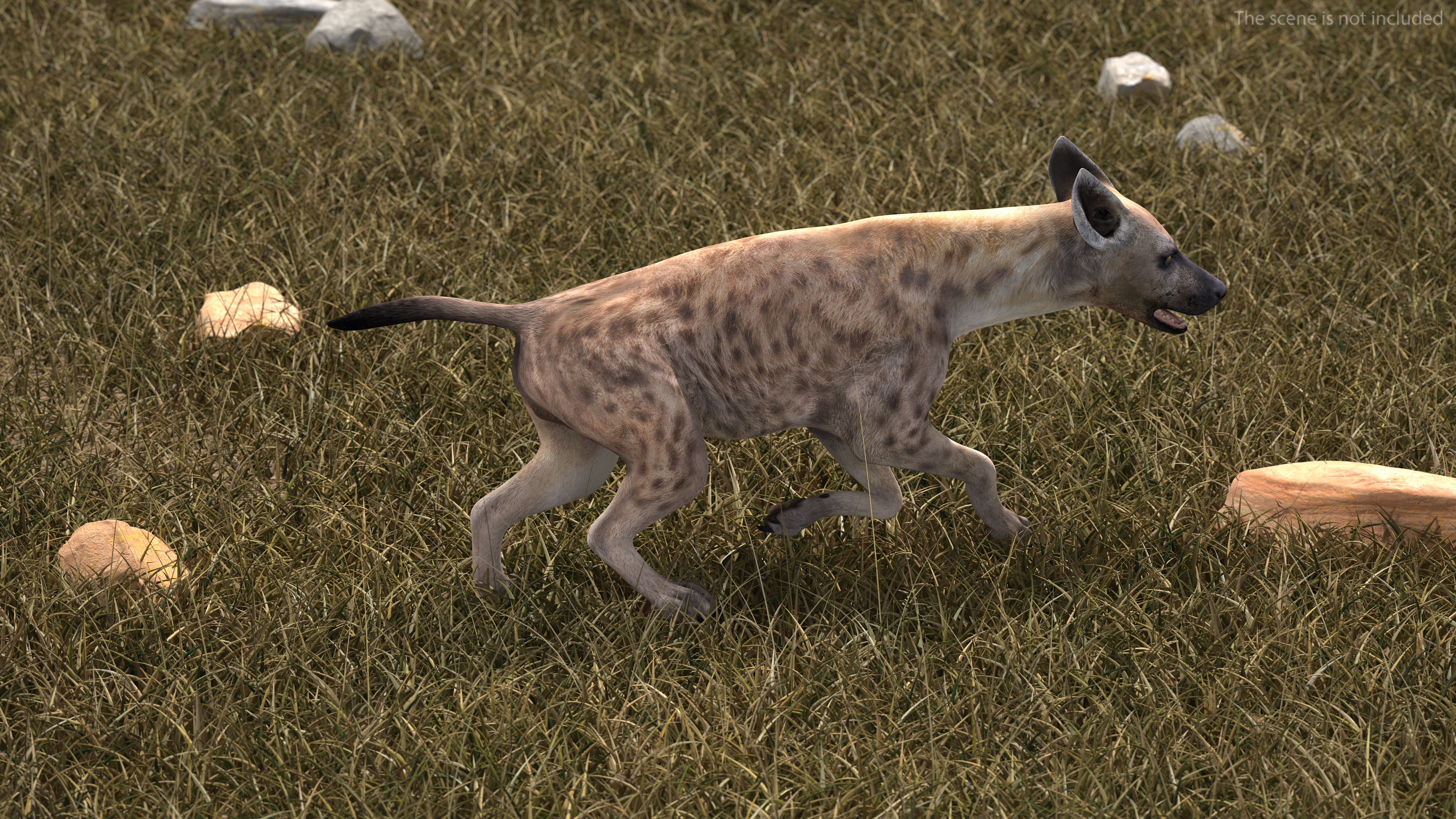 Hyena Rigged 3D