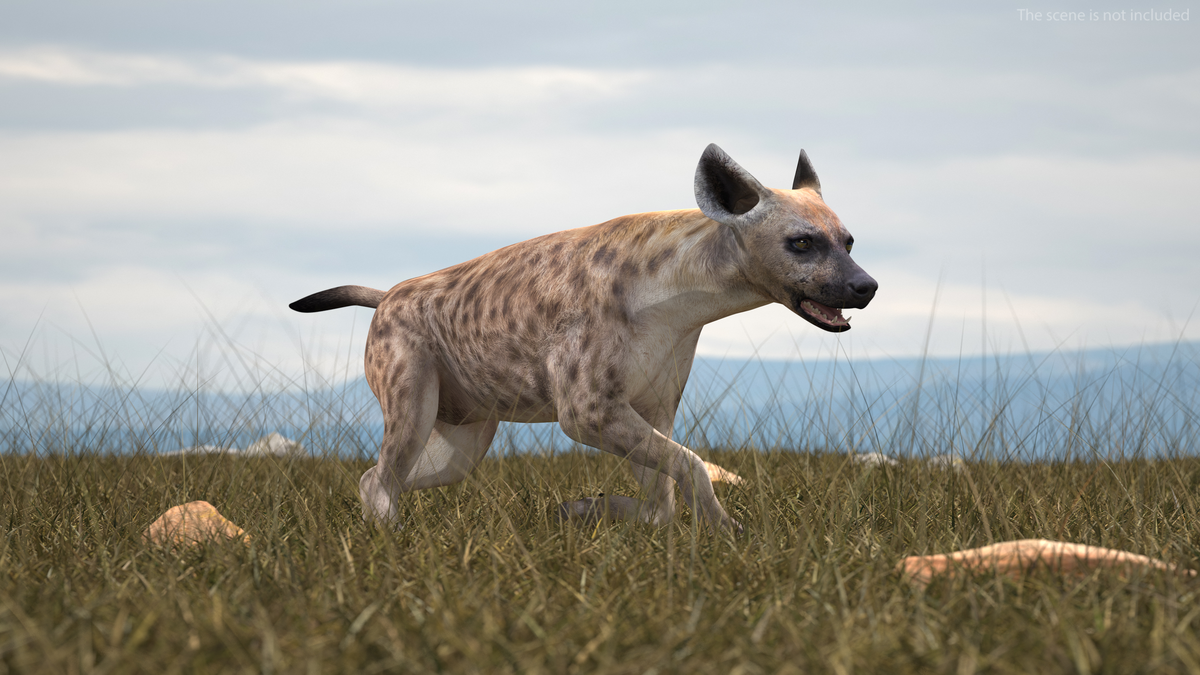 Hyena Rigged 3D