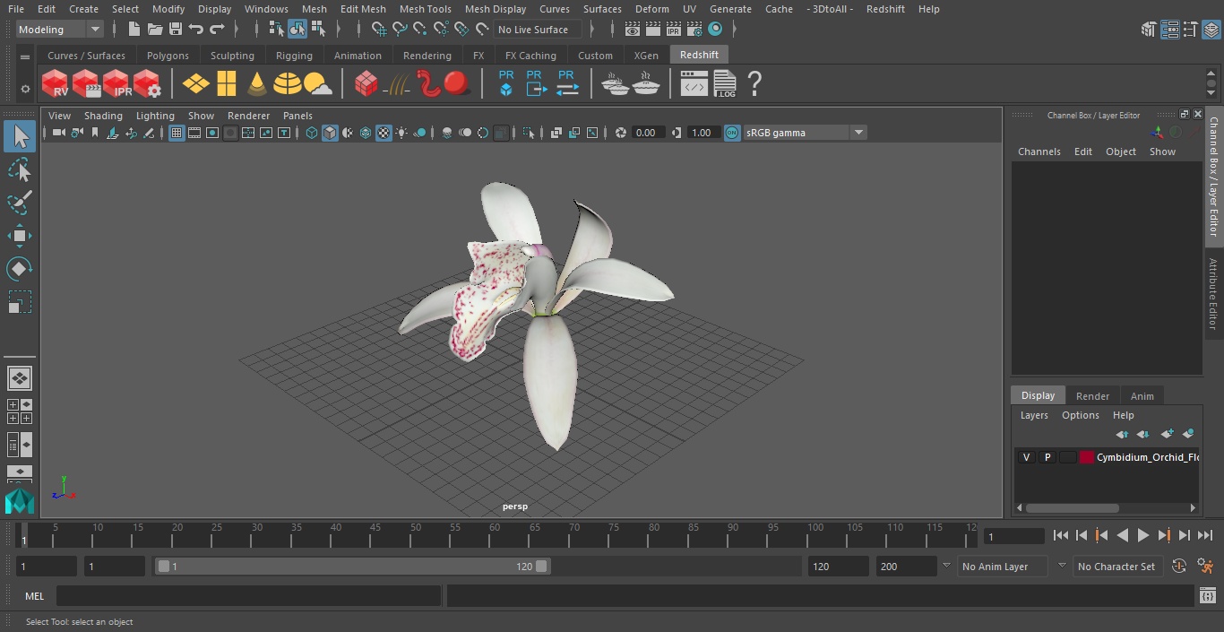 Cymbidium Orchid Flower White 3D model