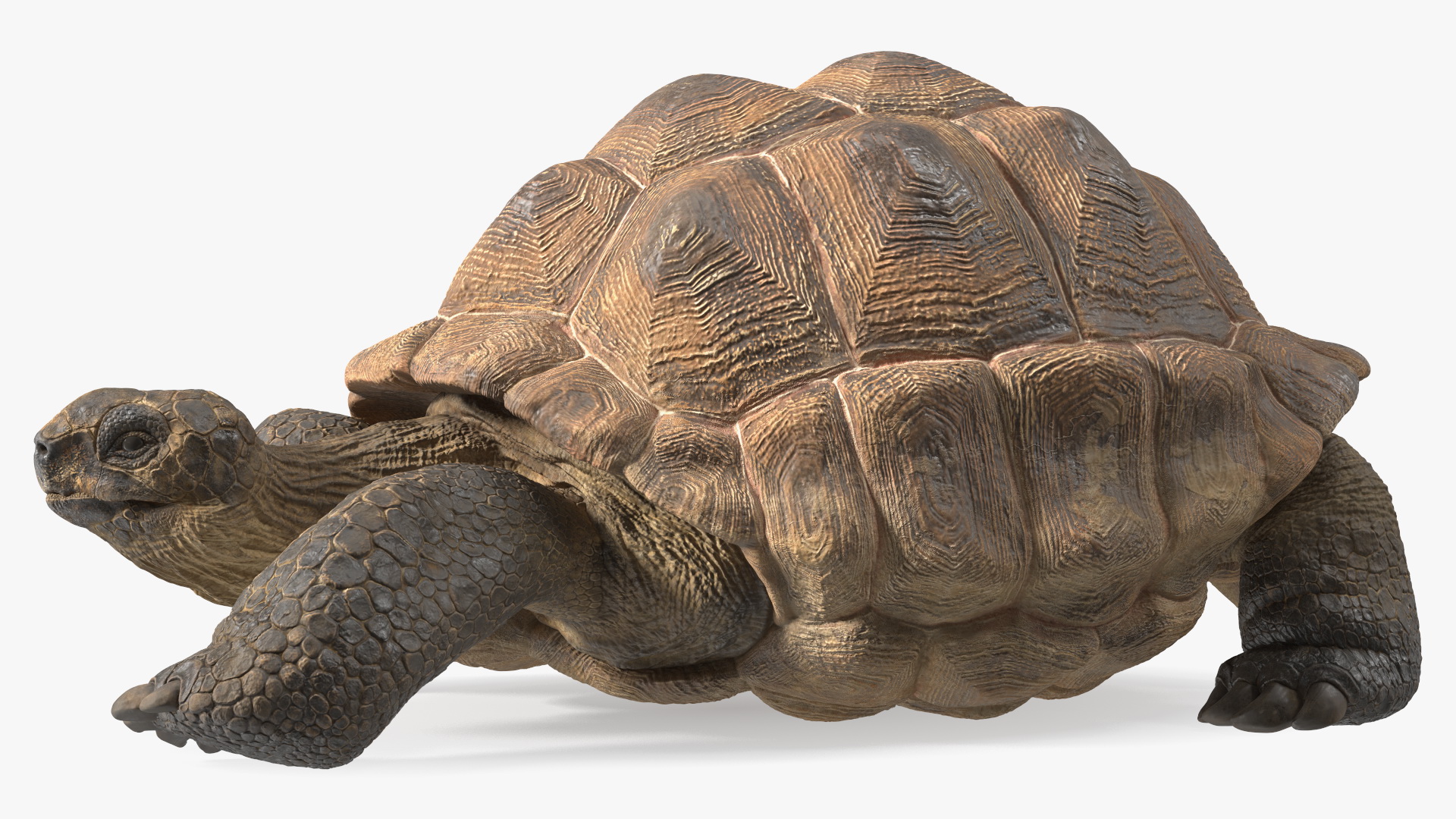 3D model Dirty Huge Tortoise Lying Pose