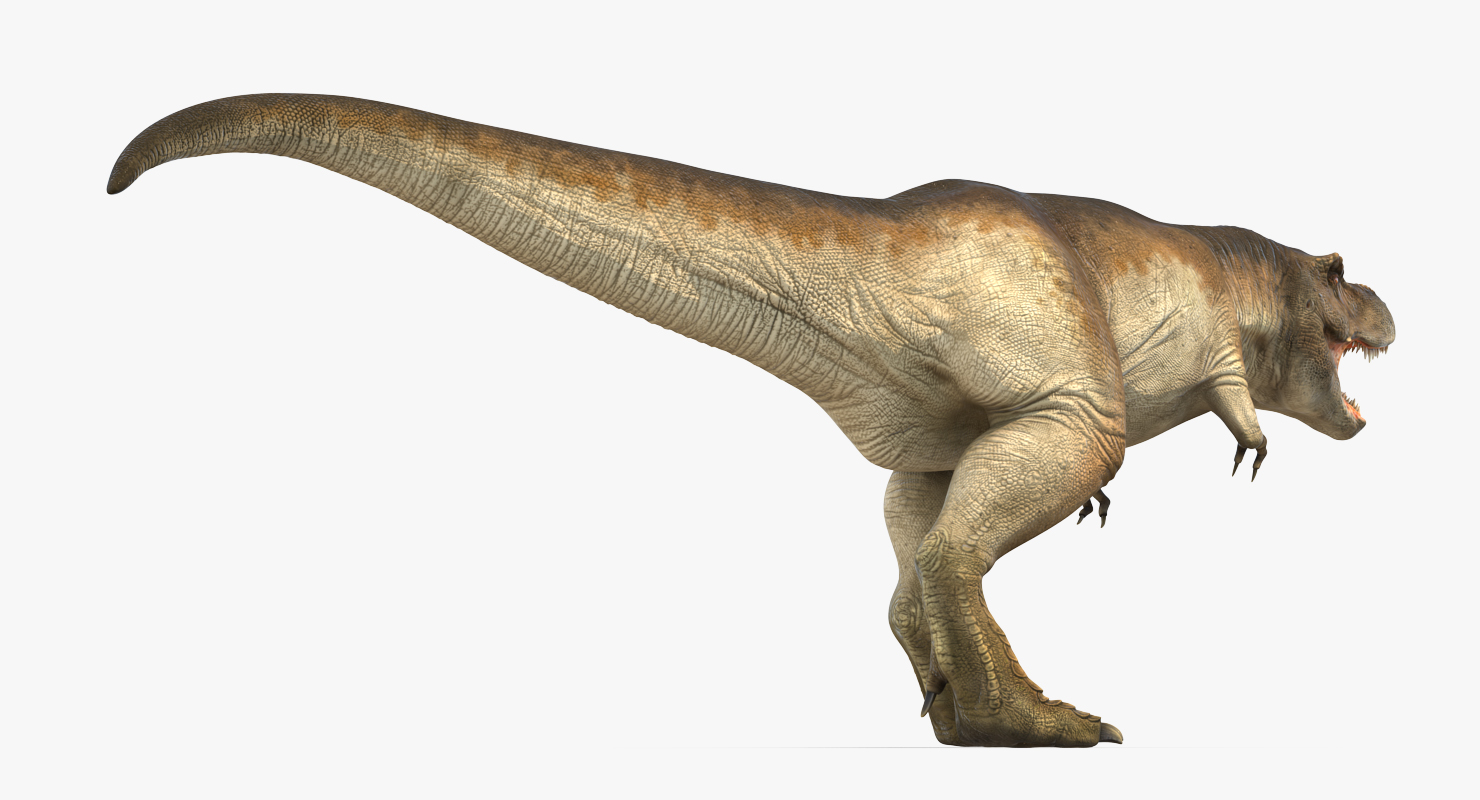 3D model Tyrannosaurus Rex Walking