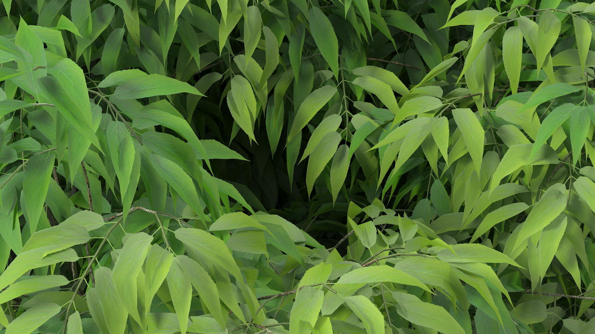 3D model American Elderberry Shrub