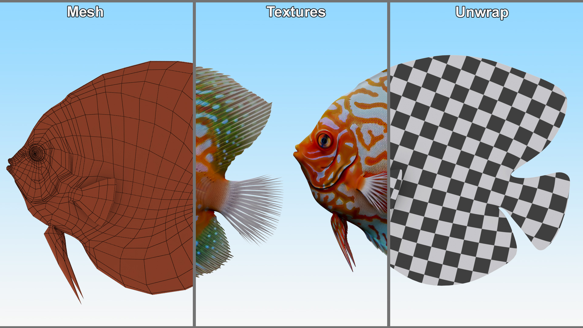 3D Discus Fish Aquatic Creature model