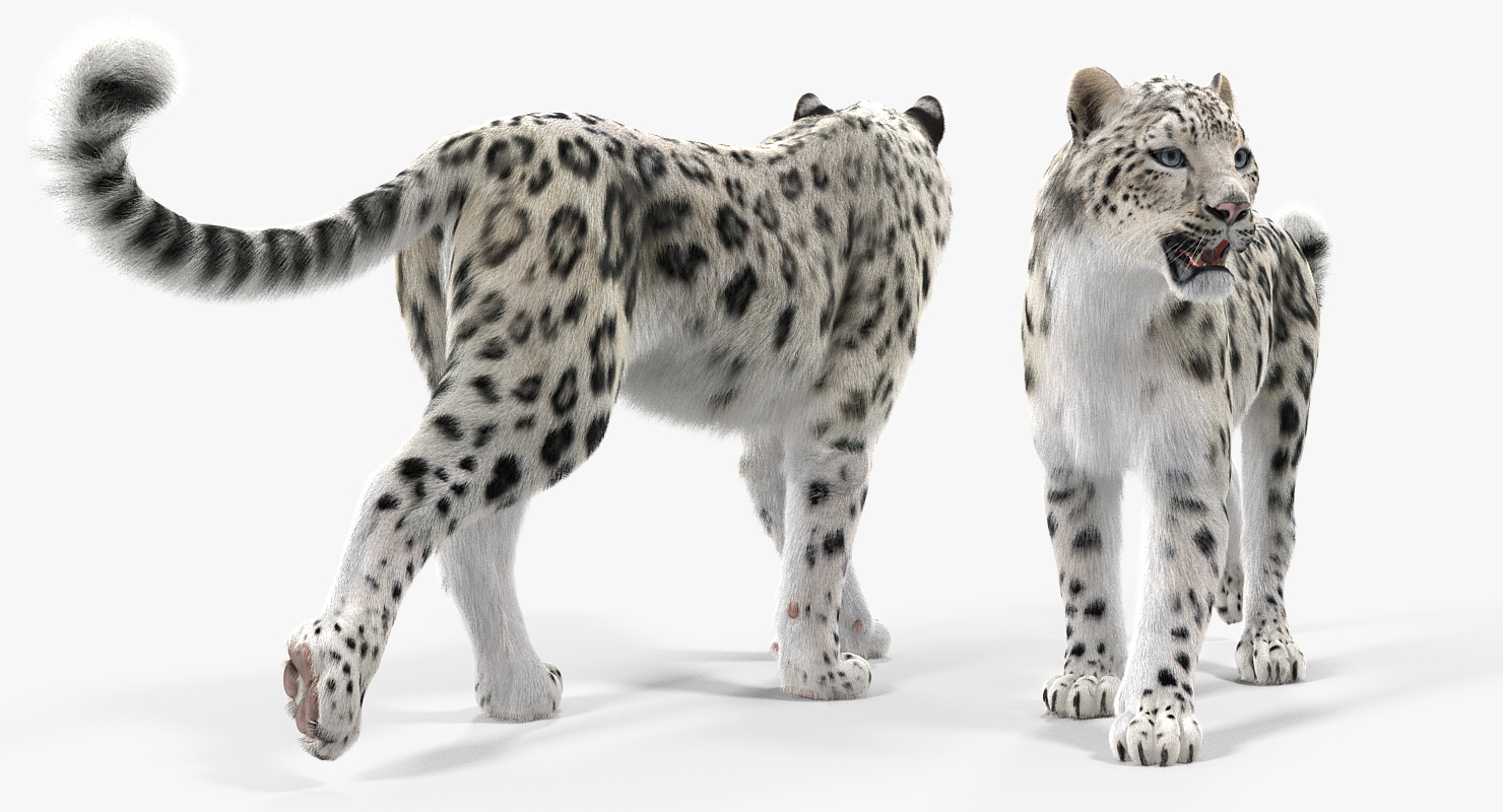 Snow Leopard Walking Pose with Fur 3D model