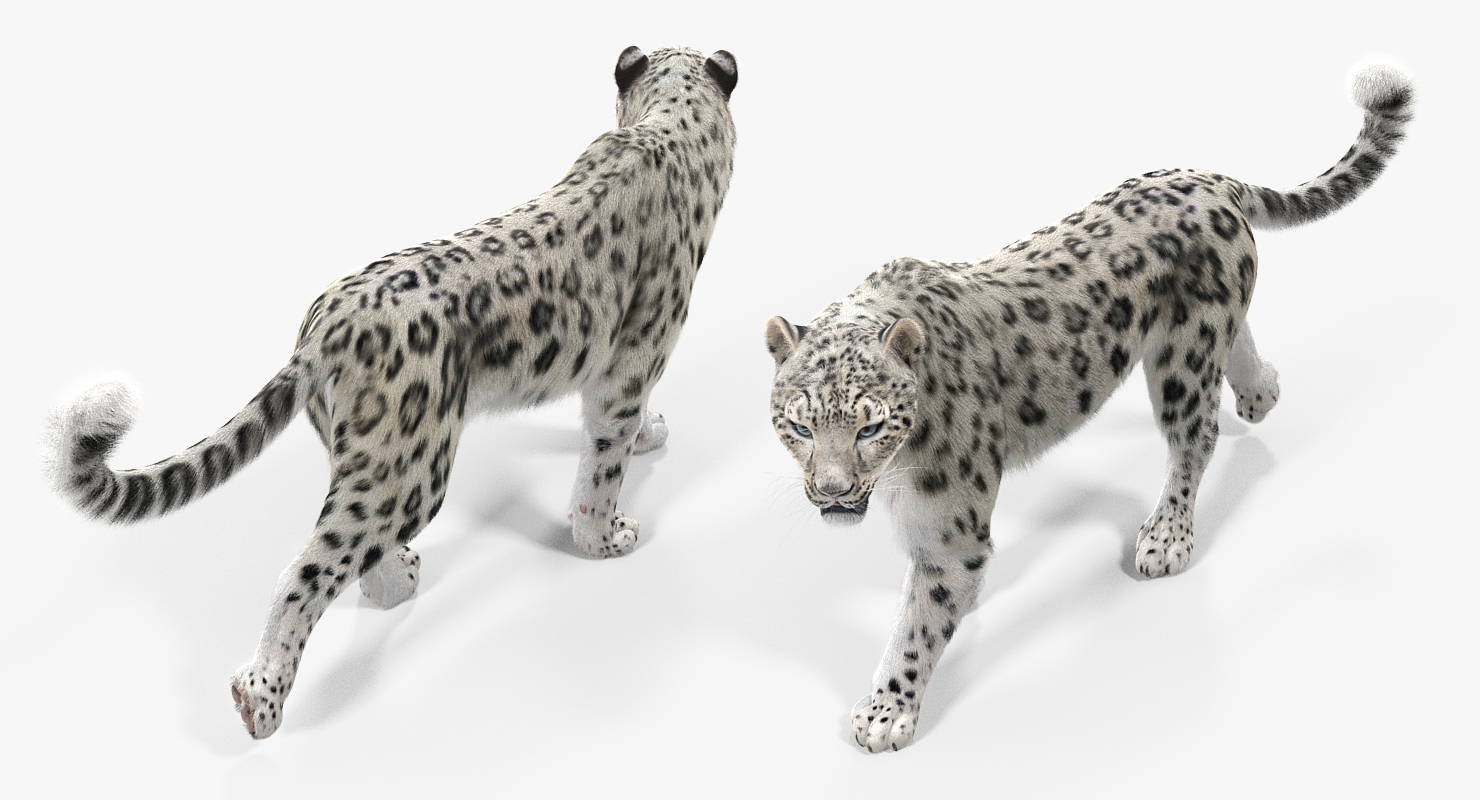 Snow Leopard Walking Pose with Fur 3D model