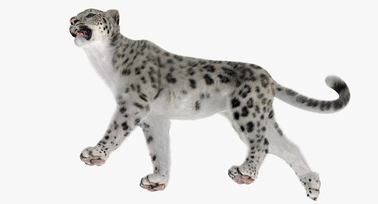 Snow Leopard Walking Pose with Fur 3D model