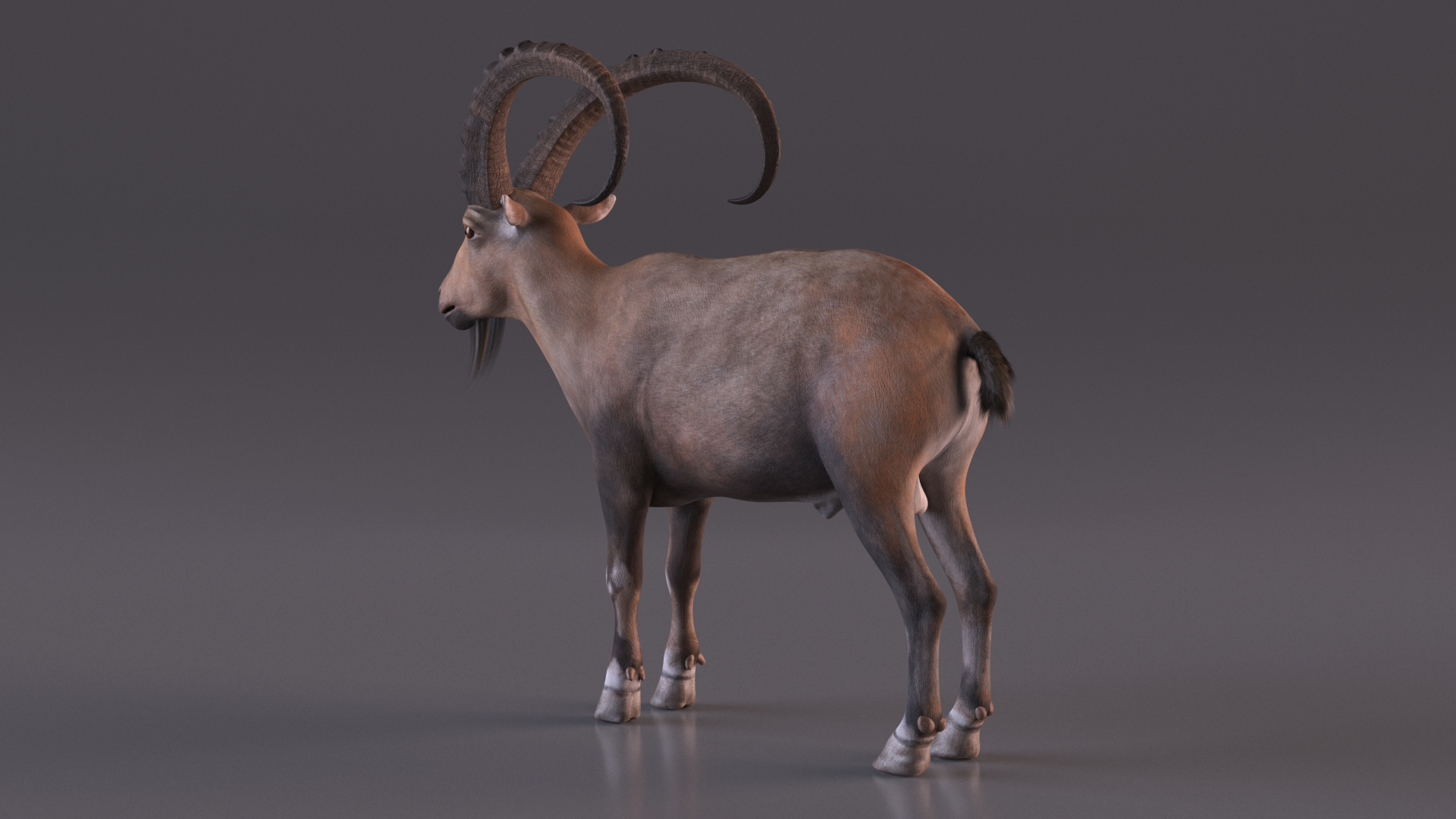 3D Alpine Ibex Rigged model