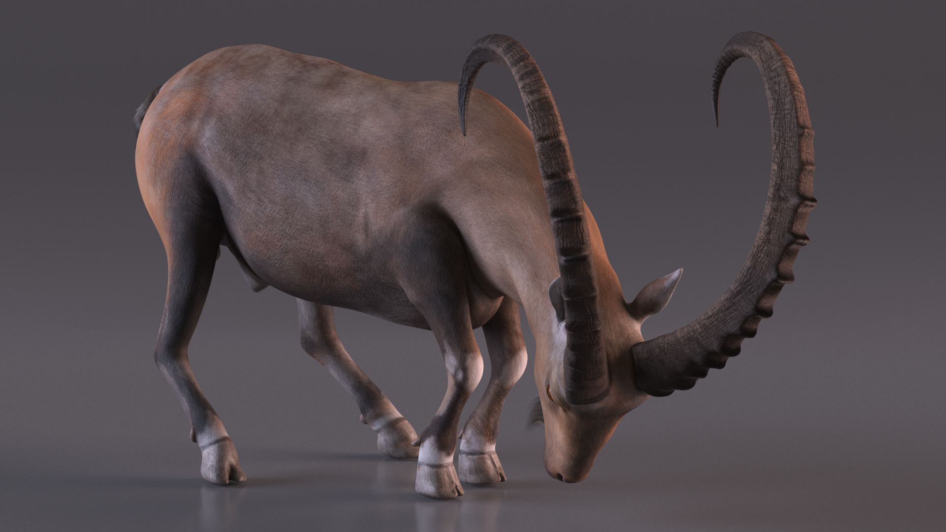 3D Alpine Ibex Rigged model