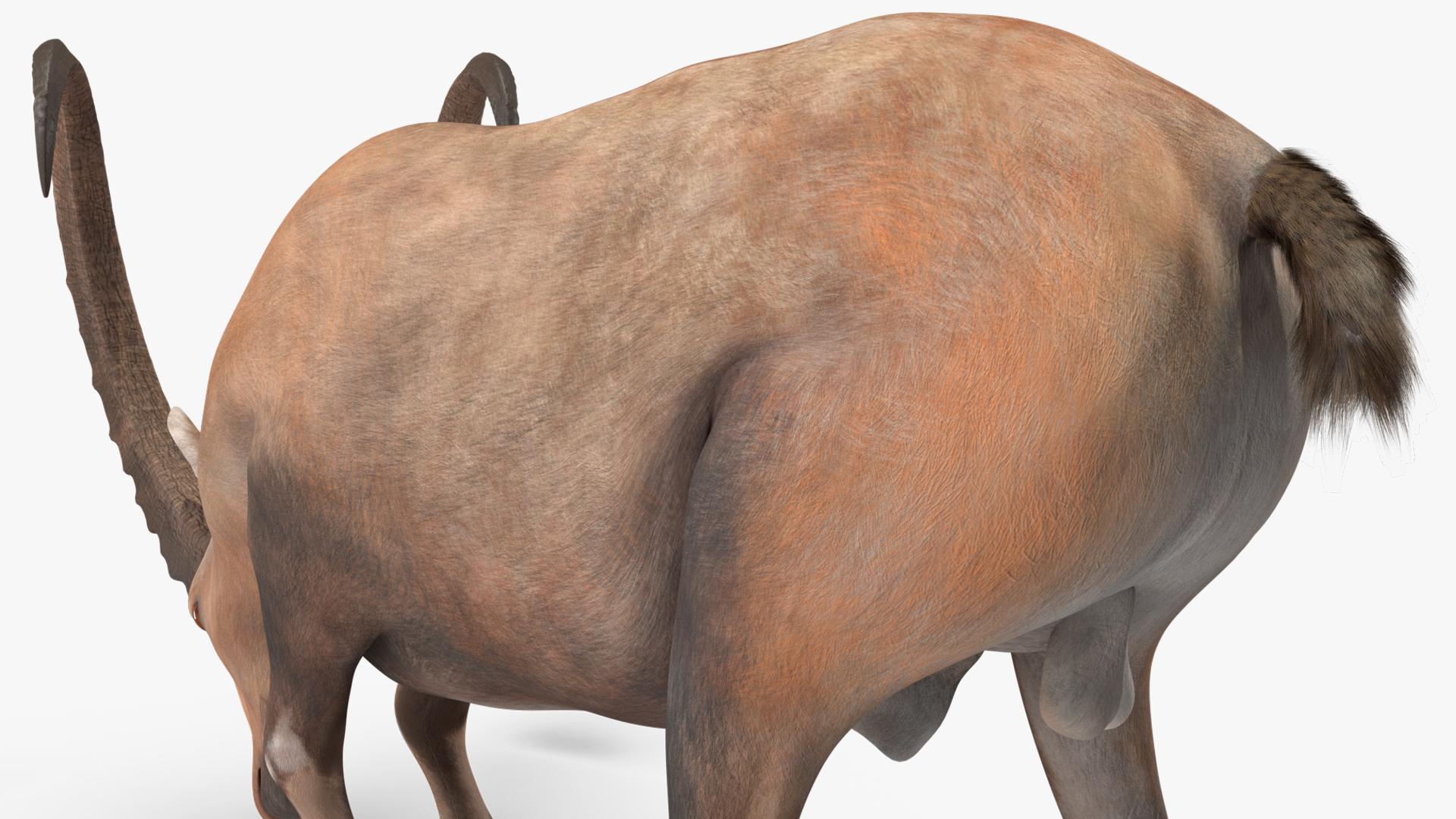 3D Alpine Ibex Rigged model