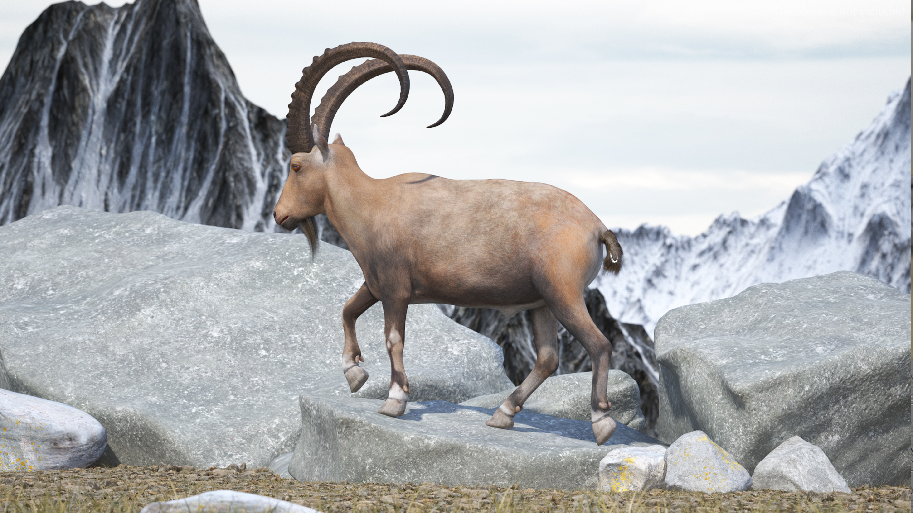 3D Alpine Ibex Rigged model