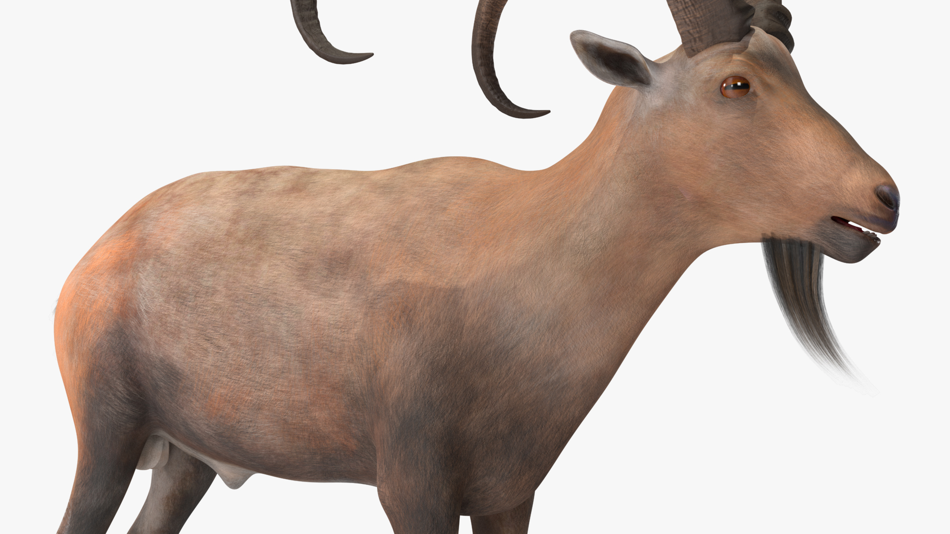 3D Alpine Ibex Rigged model