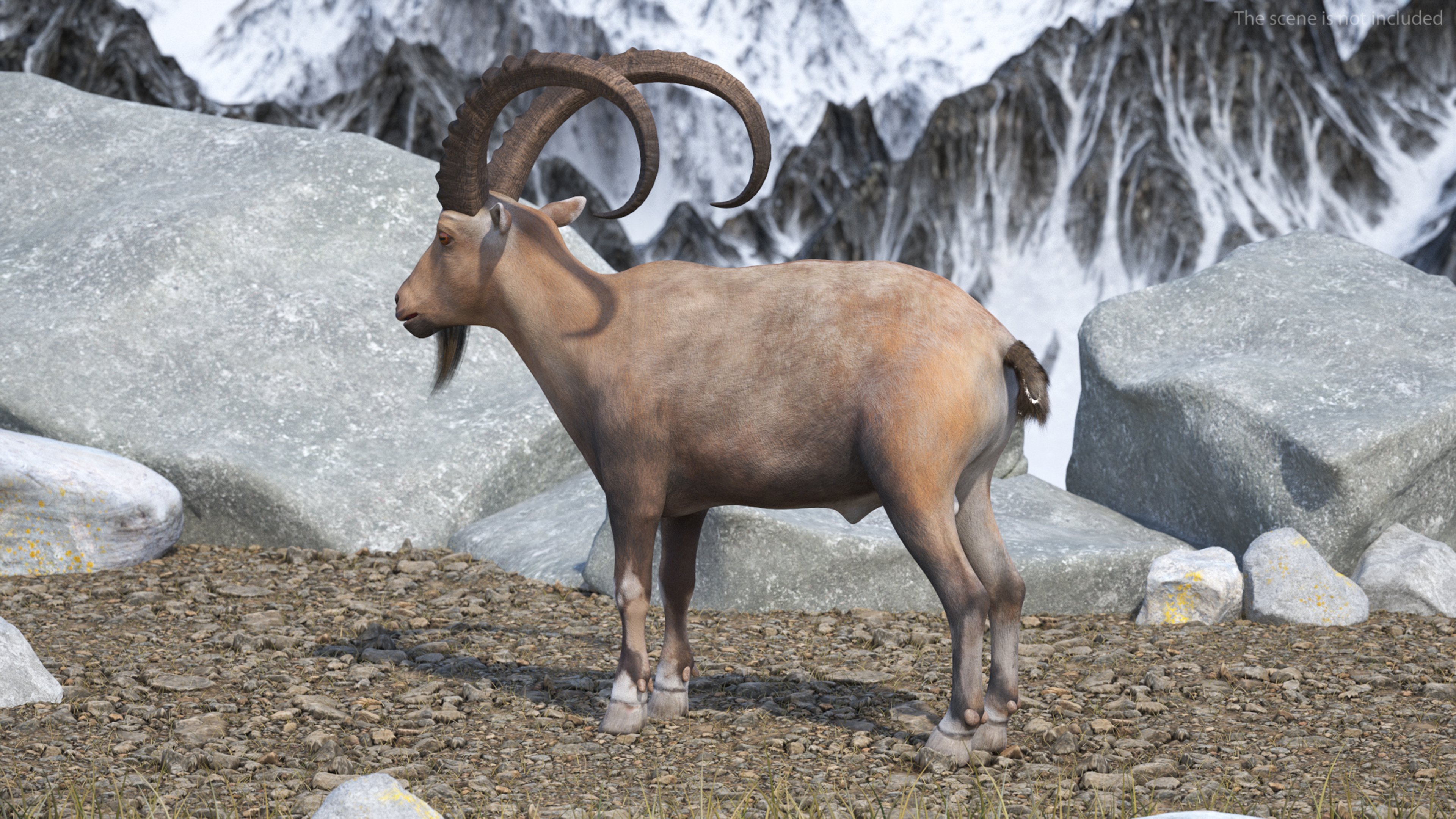 3D Alpine Ibex Rigged model