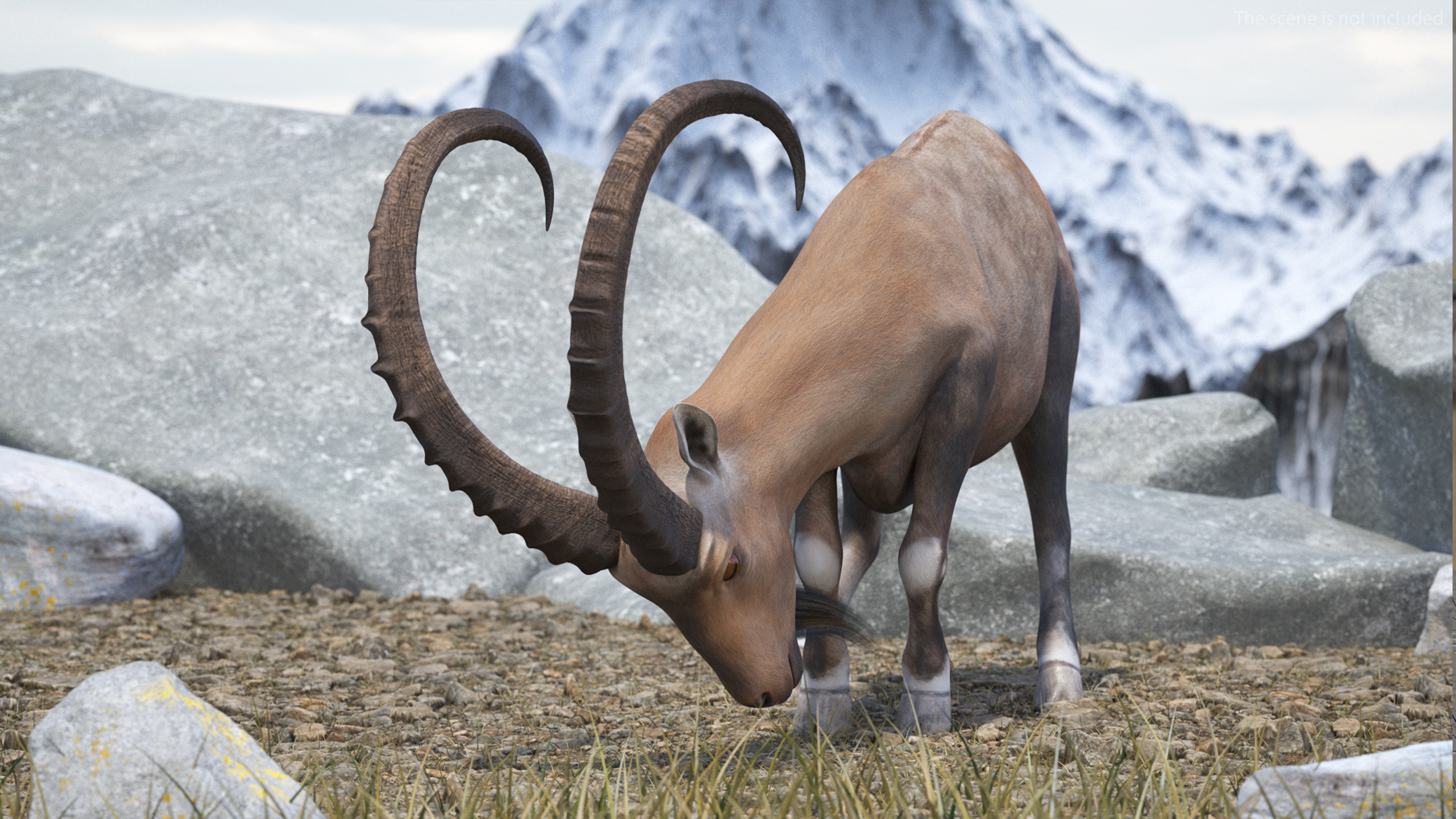 3D Alpine Ibex Rigged model