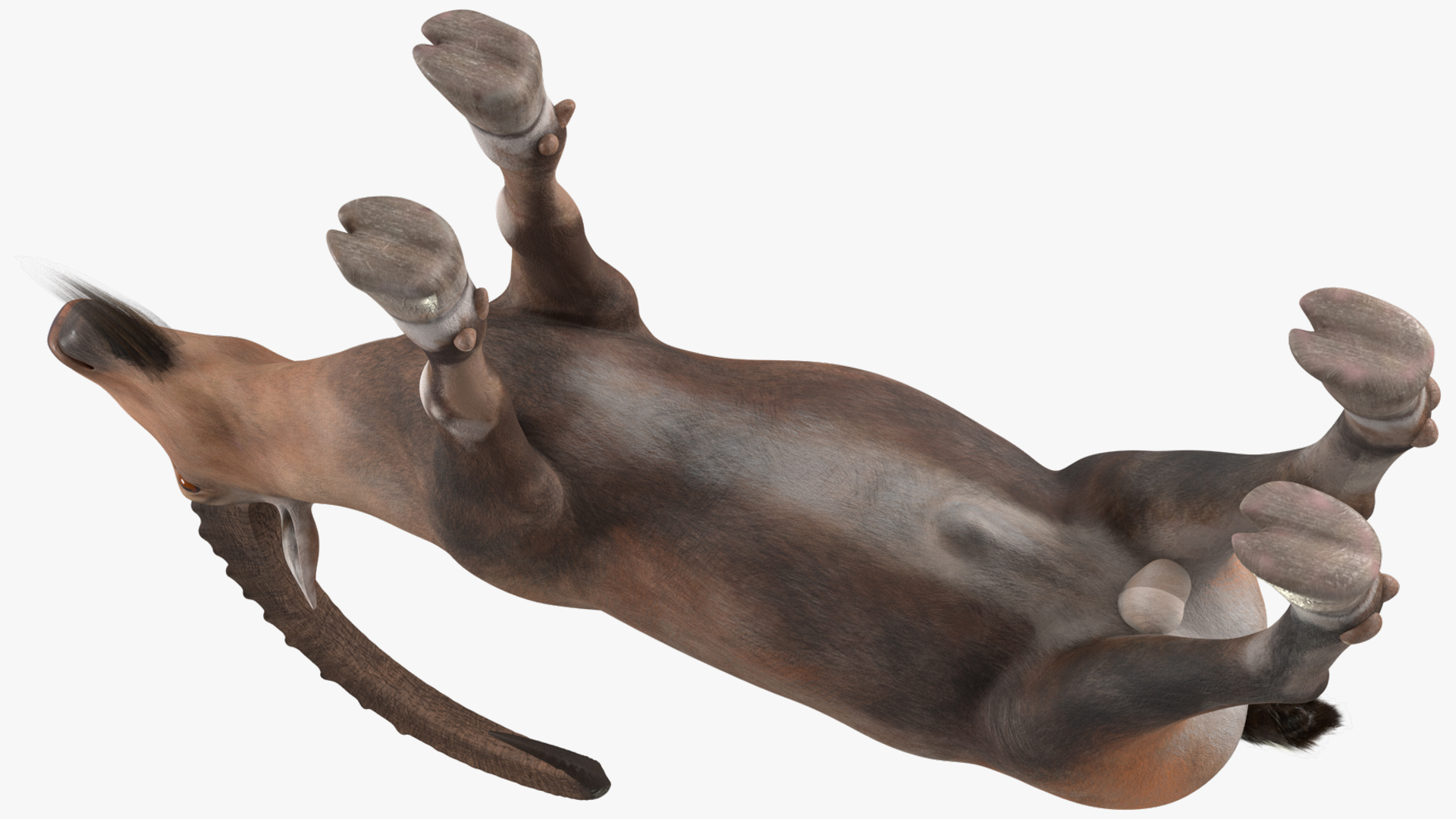 3D Alpine Ibex Rigged model