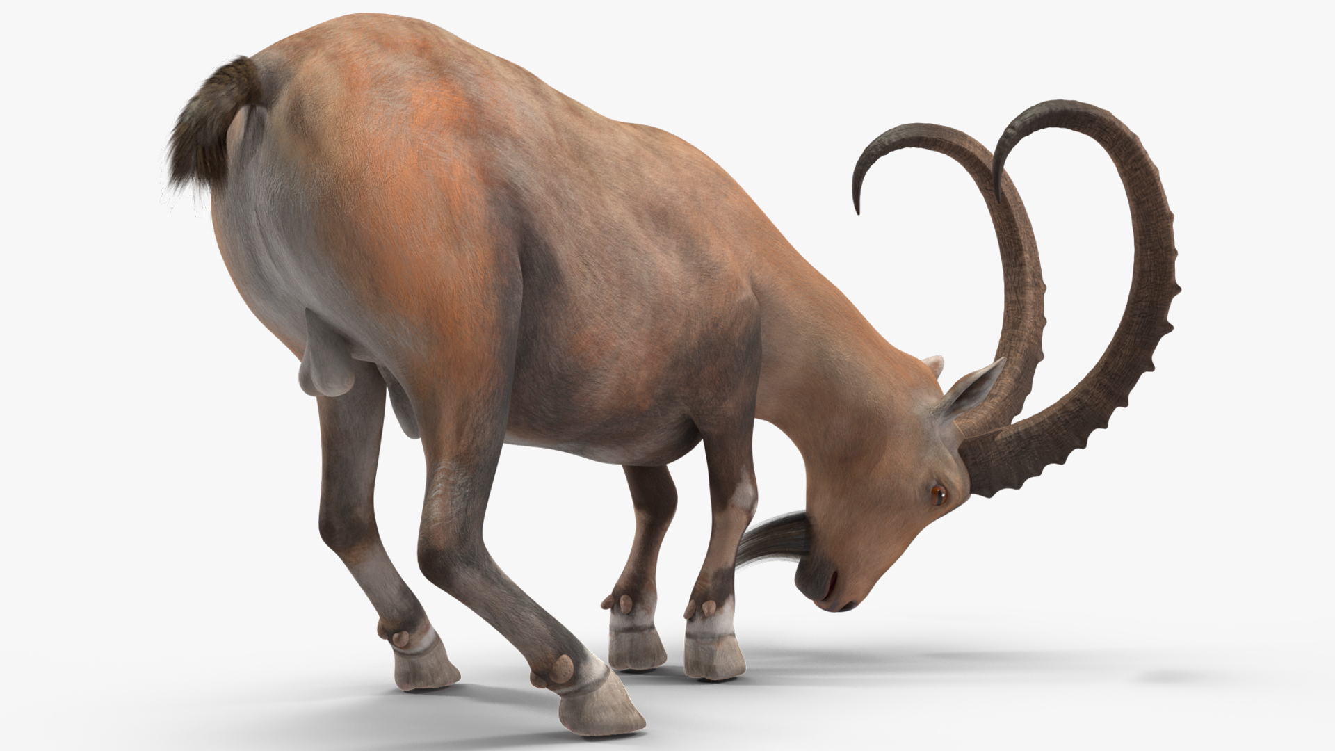 3D Alpine Ibex Rigged model