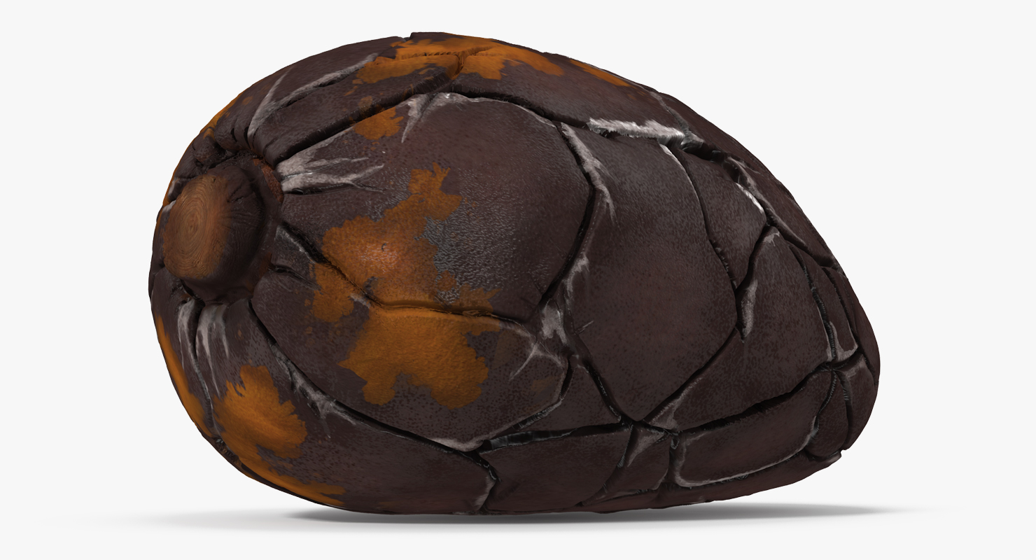 3D model Cacao Bean