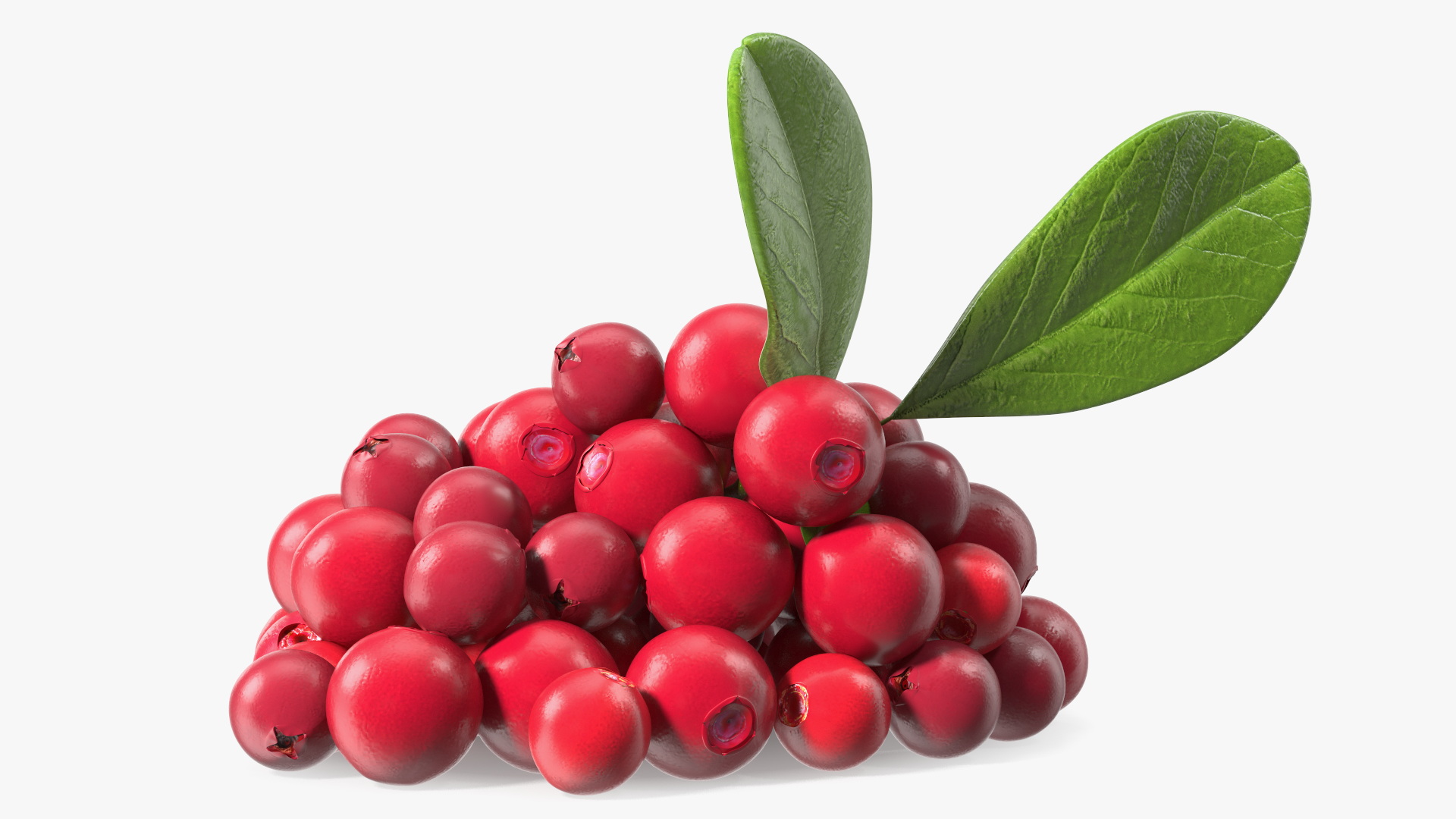 Bunch of Cranberries with Leaves 3D