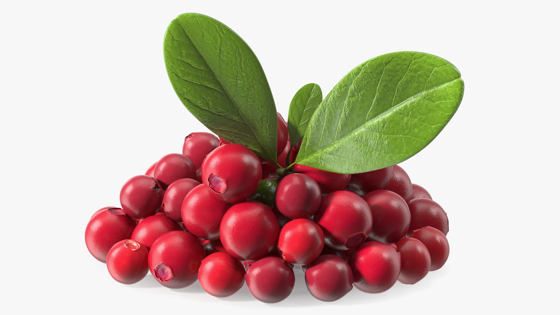 Bunch of Cranberries with Leaves 3D