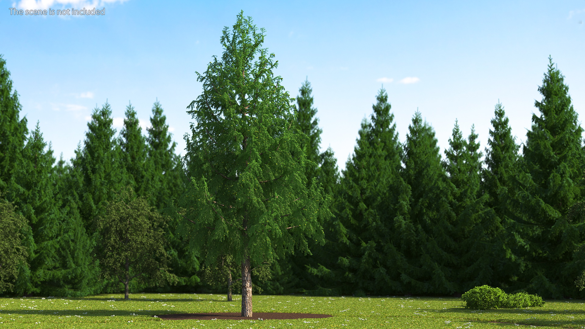 Tall Larch Tree Green with Cones 3D