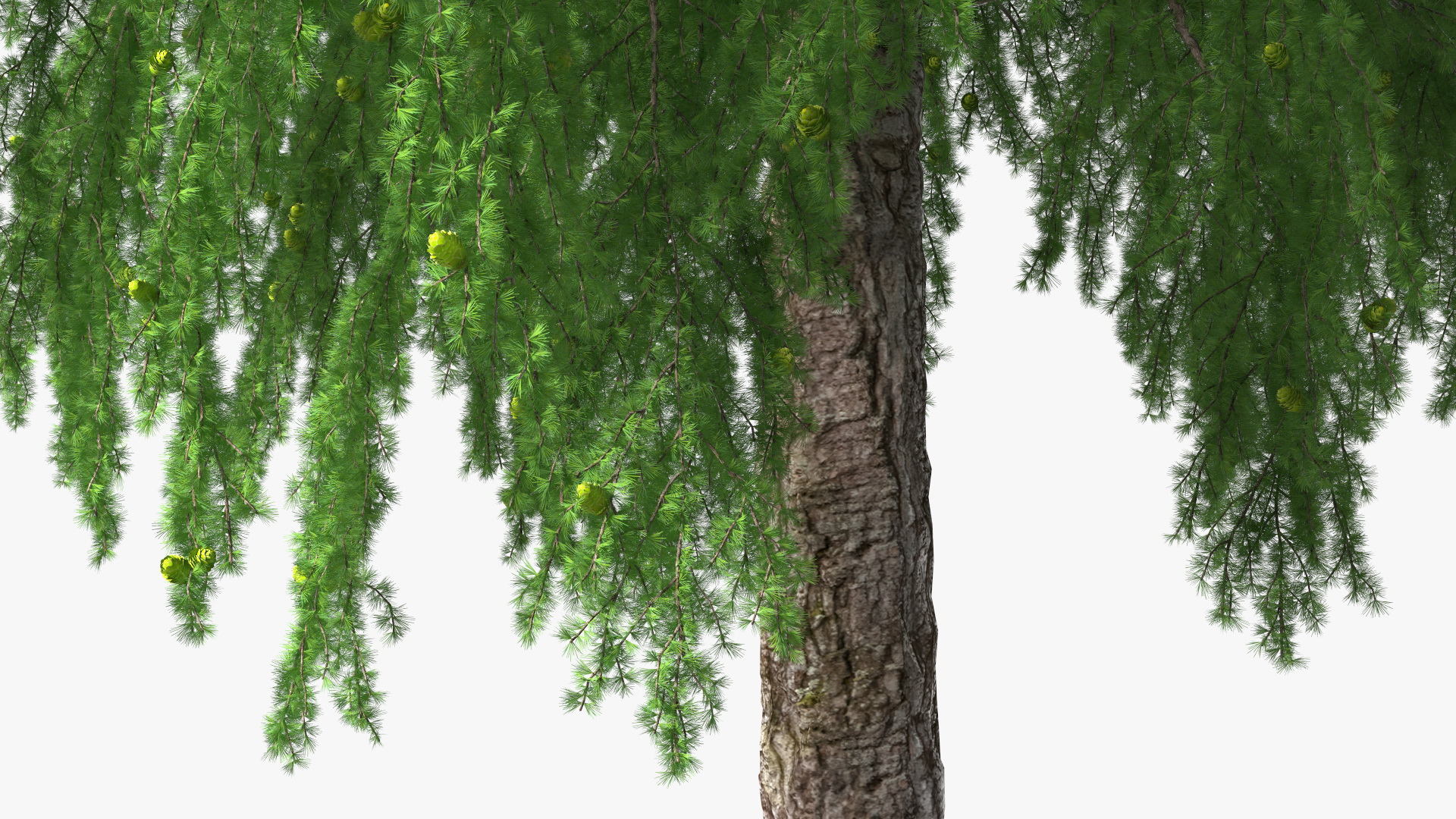 Tall Larch Tree Green with Cones 3D