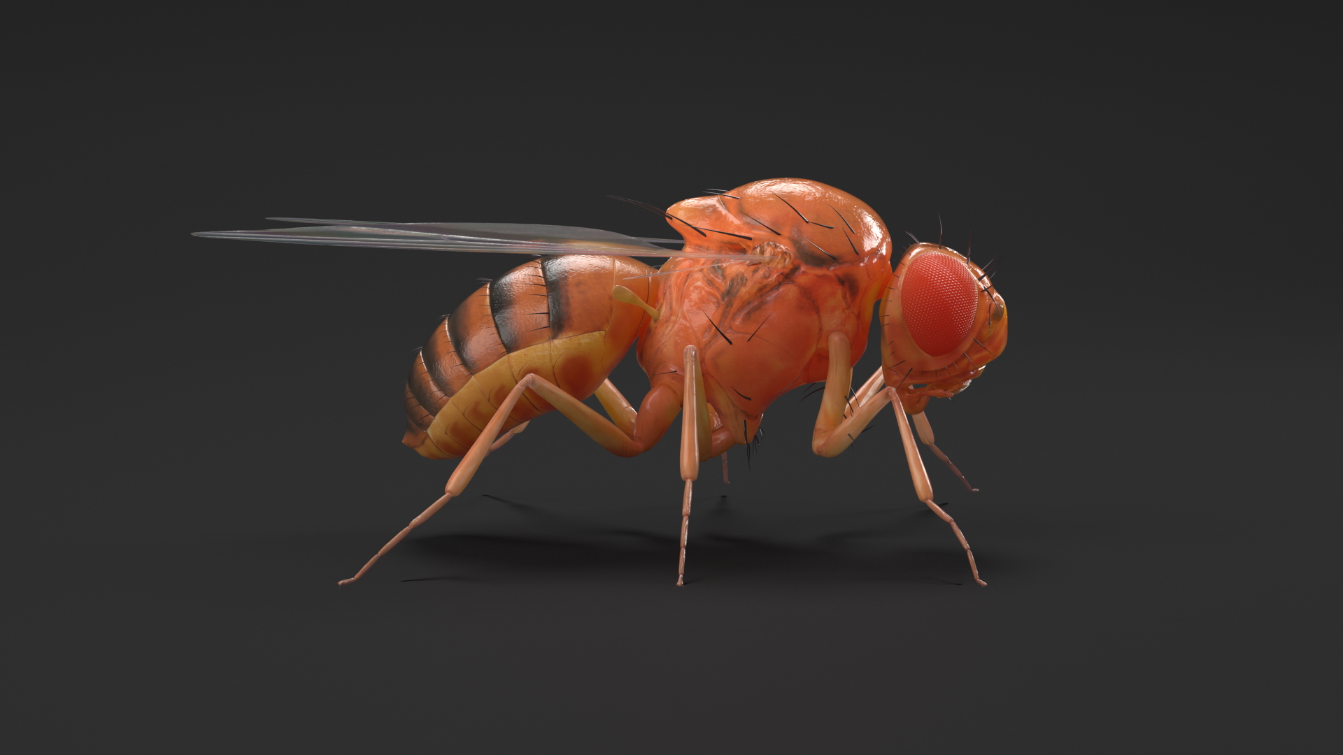 3D Vinegar Fly