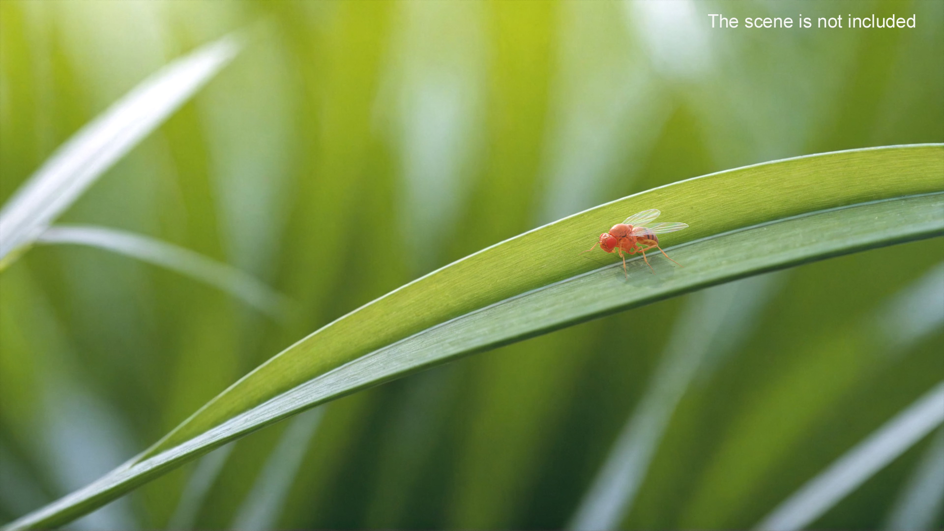 3D Vinegar Fly