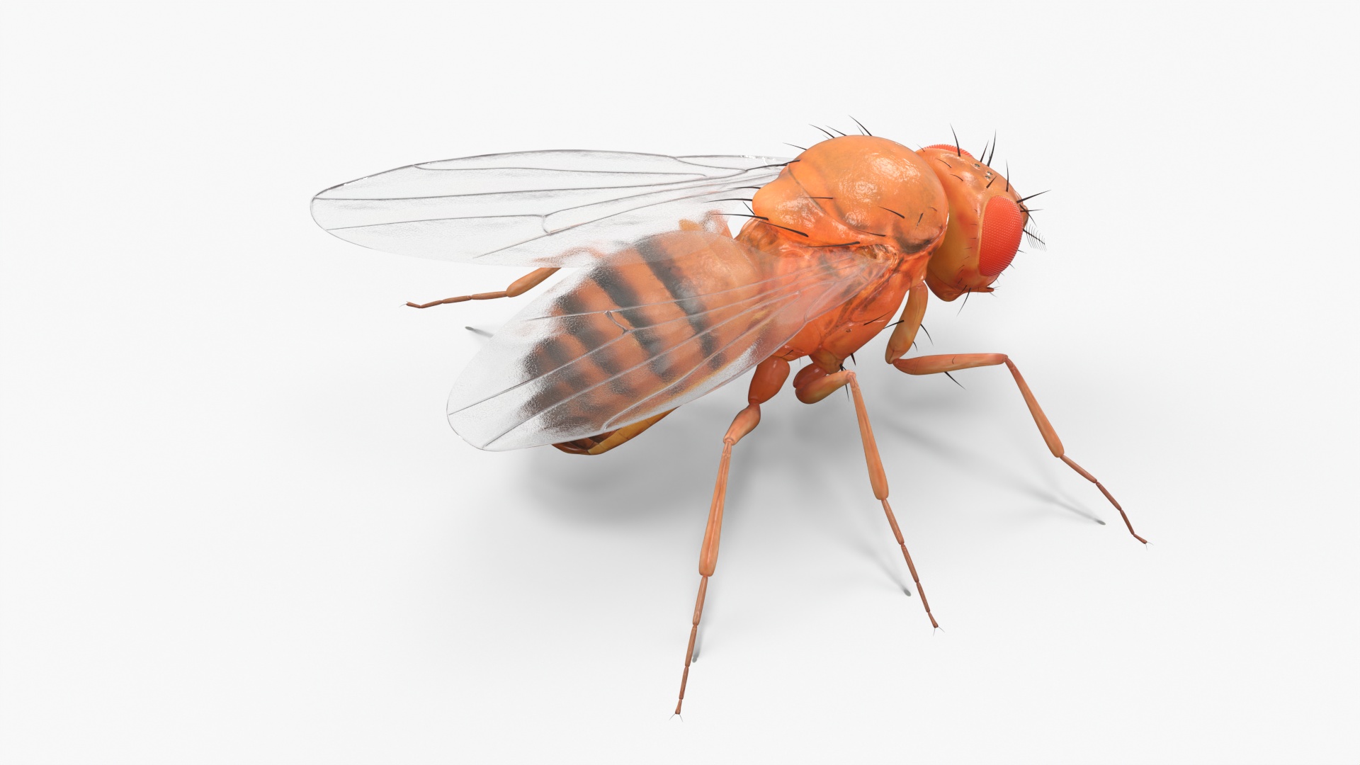 3D Vinegar Fly