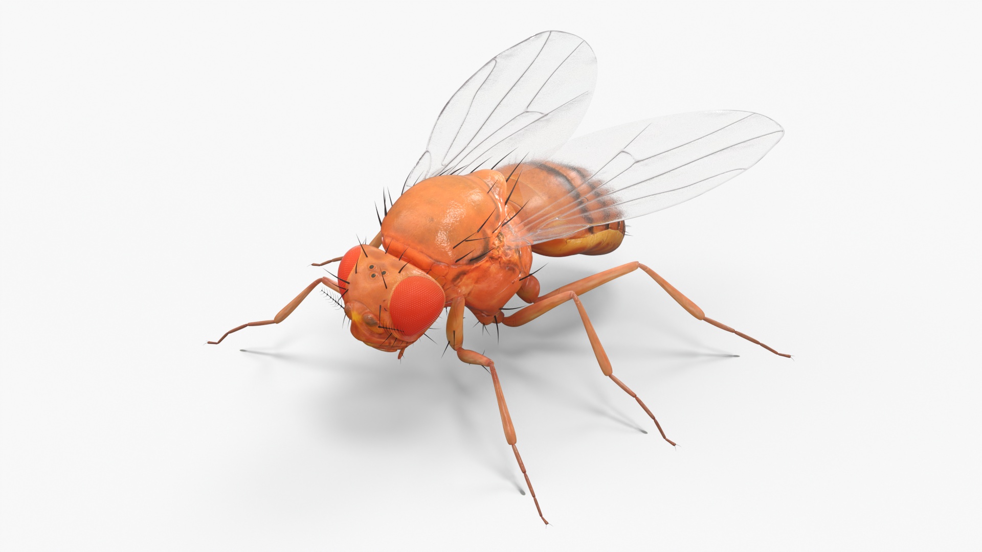 3D Vinegar Fly