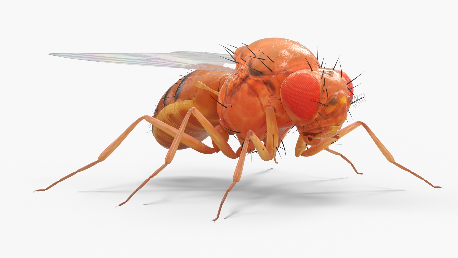 3D Vinegar Fly