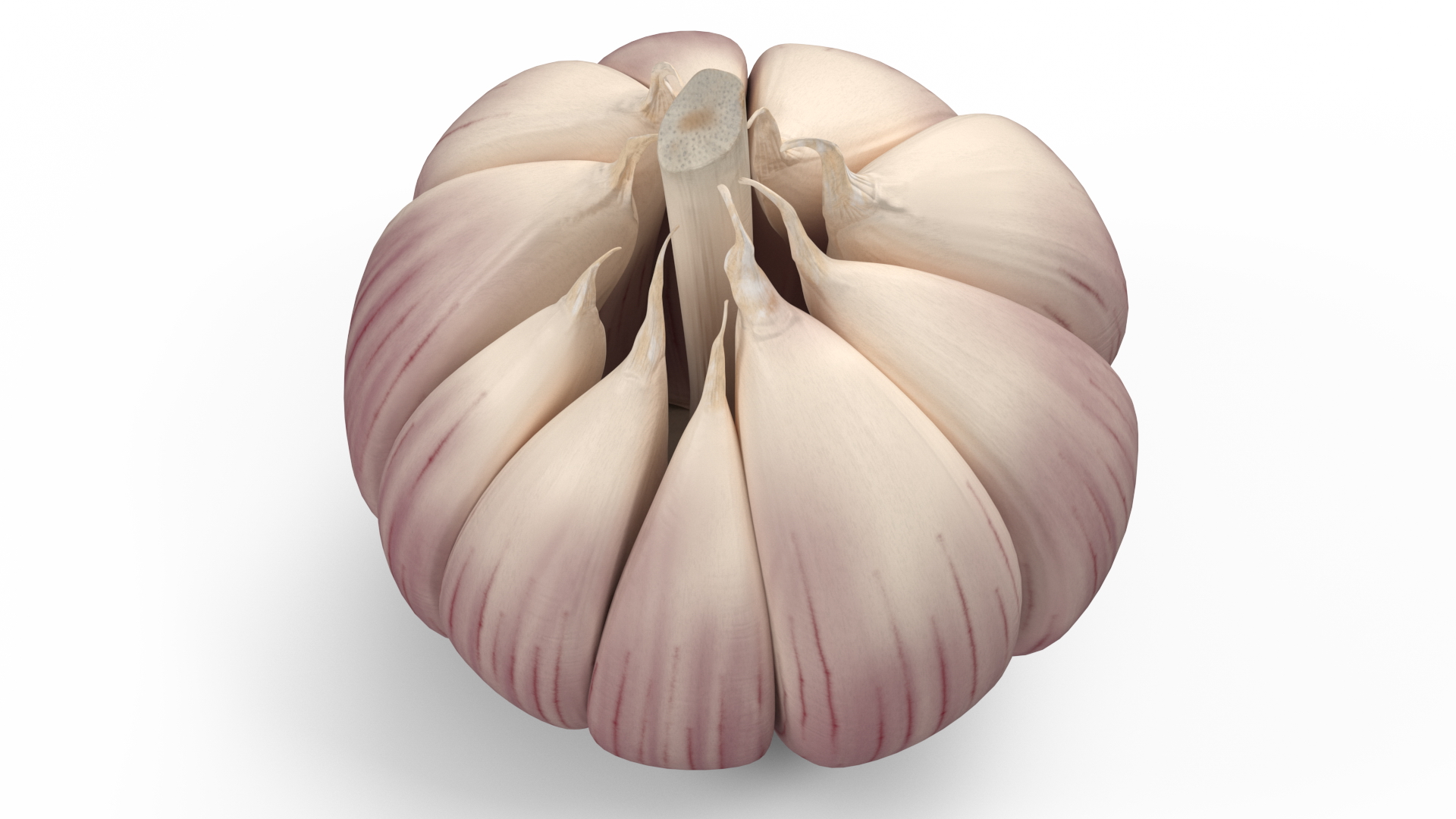 3D model Head of Garlic White