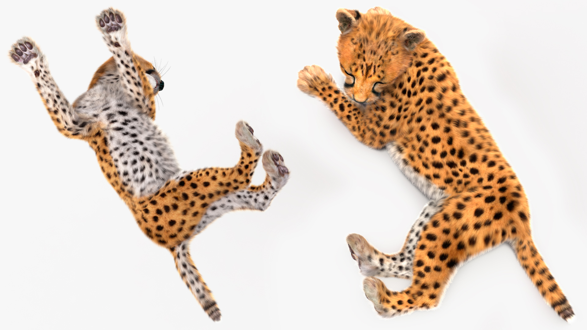 3D Cheetah Cub Lying Pose Fur