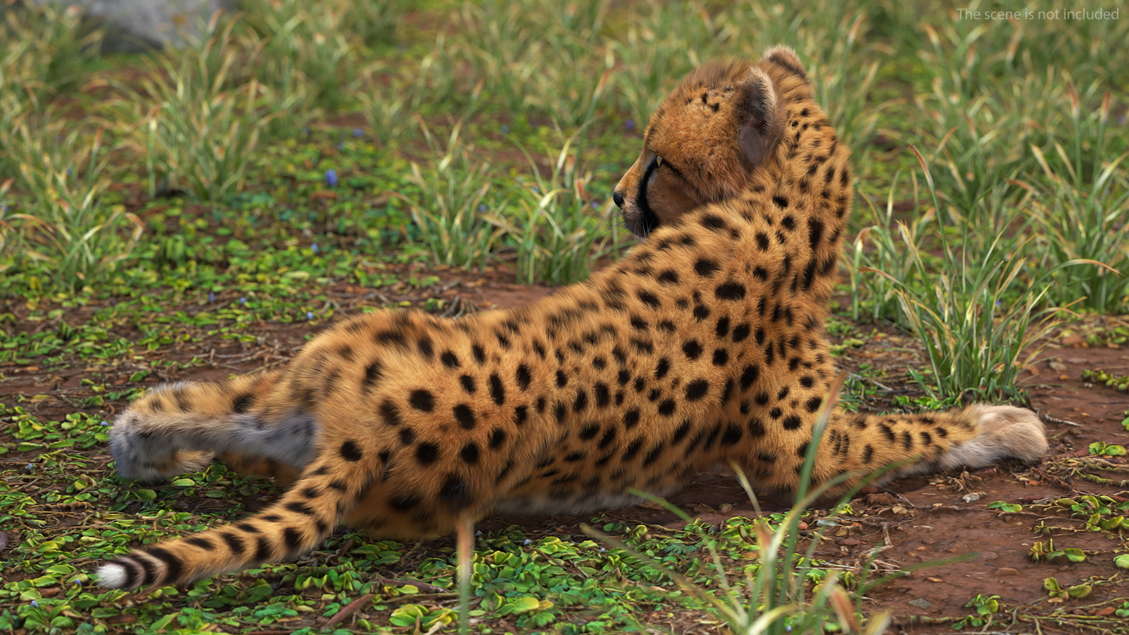 3D Cheetah Cub Lying Pose Fur