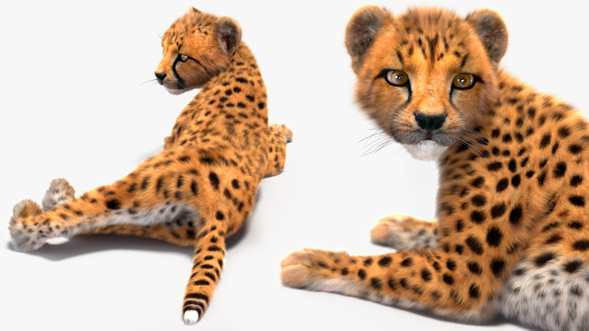 3D Cheetah Cub Lying Pose Fur