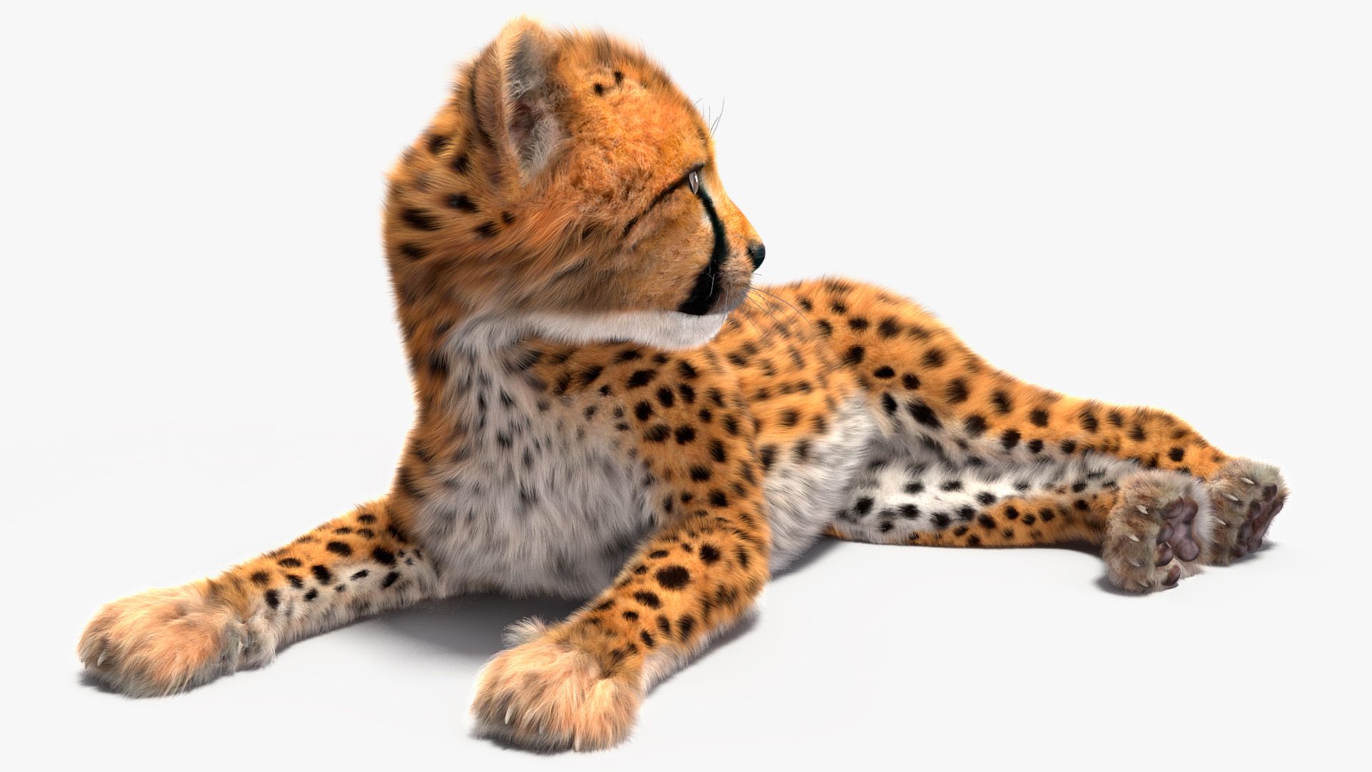 3D Cheetah Cub Lying Pose Fur