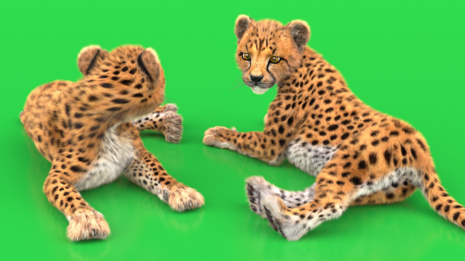 3D Cheetah Cub Lying Pose Fur