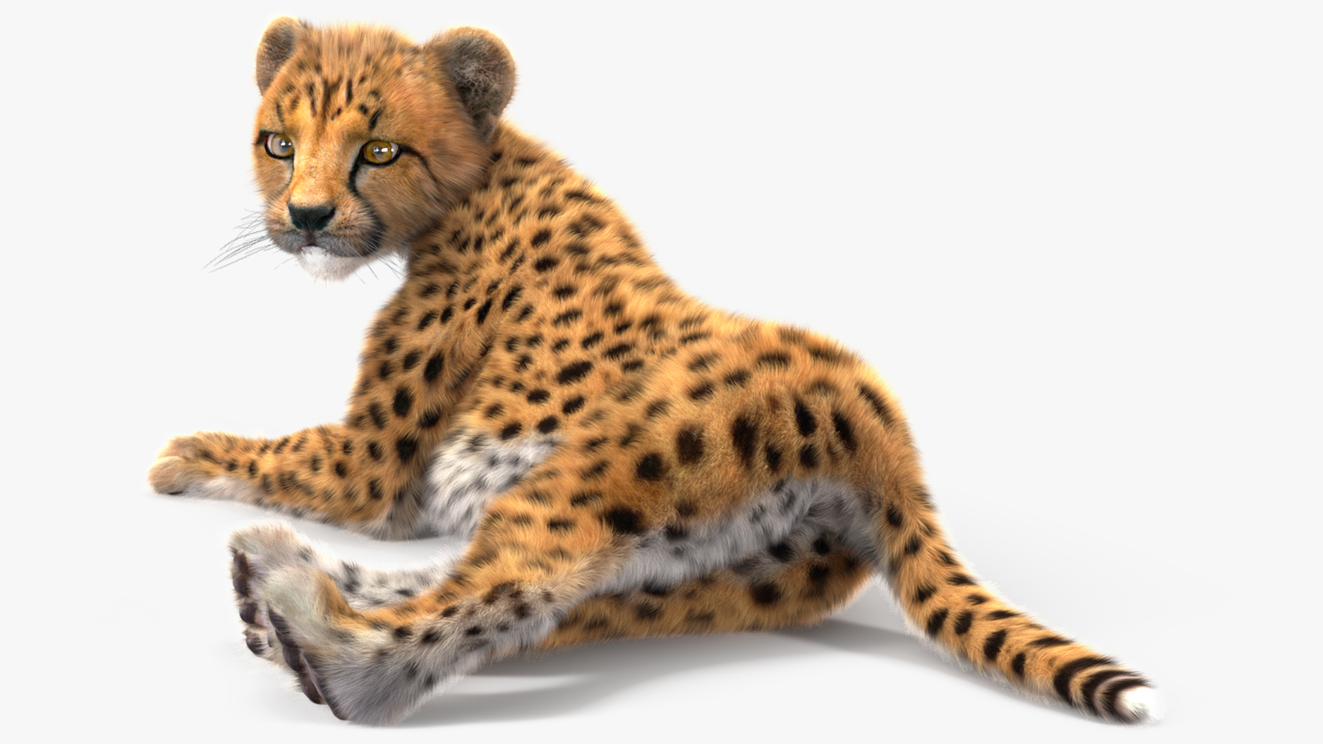 3D Cheetah Cub Lying Pose Fur