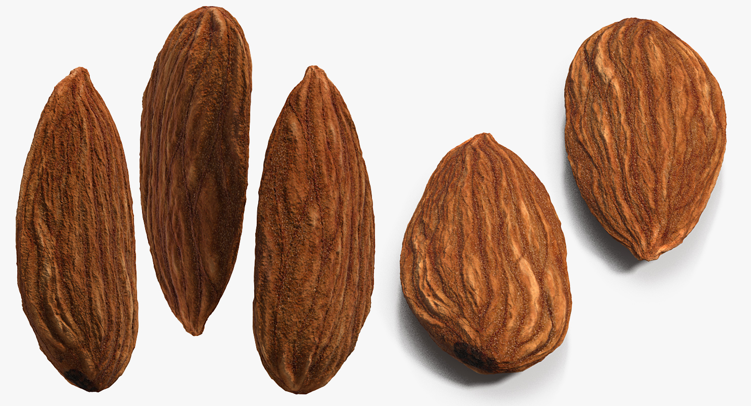 3D model Dry Almond