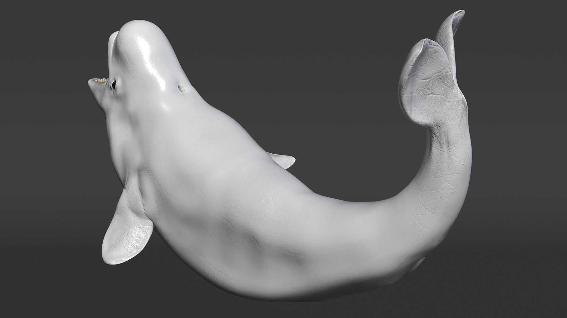 3D Beluga Whale Young Playful Pose