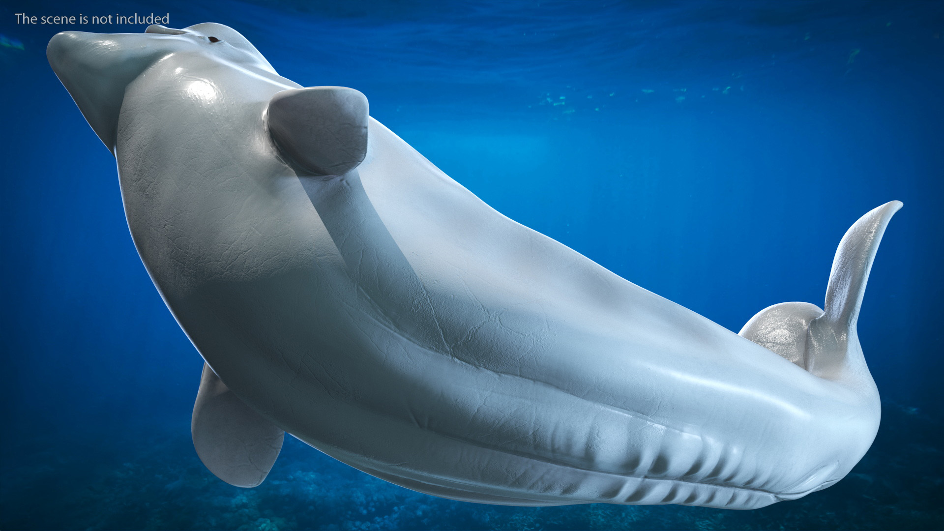 3D Beluga Whale Young Playful Pose