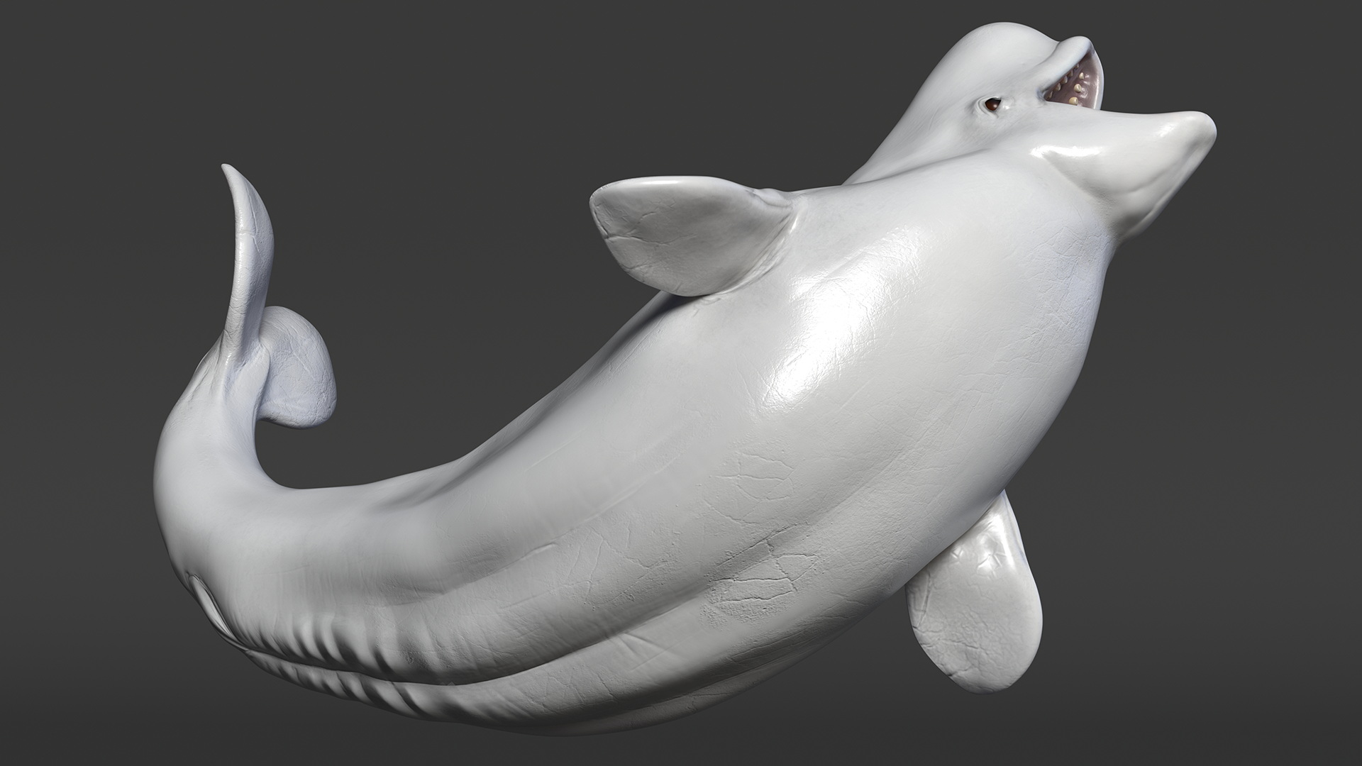 3D Beluga Whale Young Playful Pose