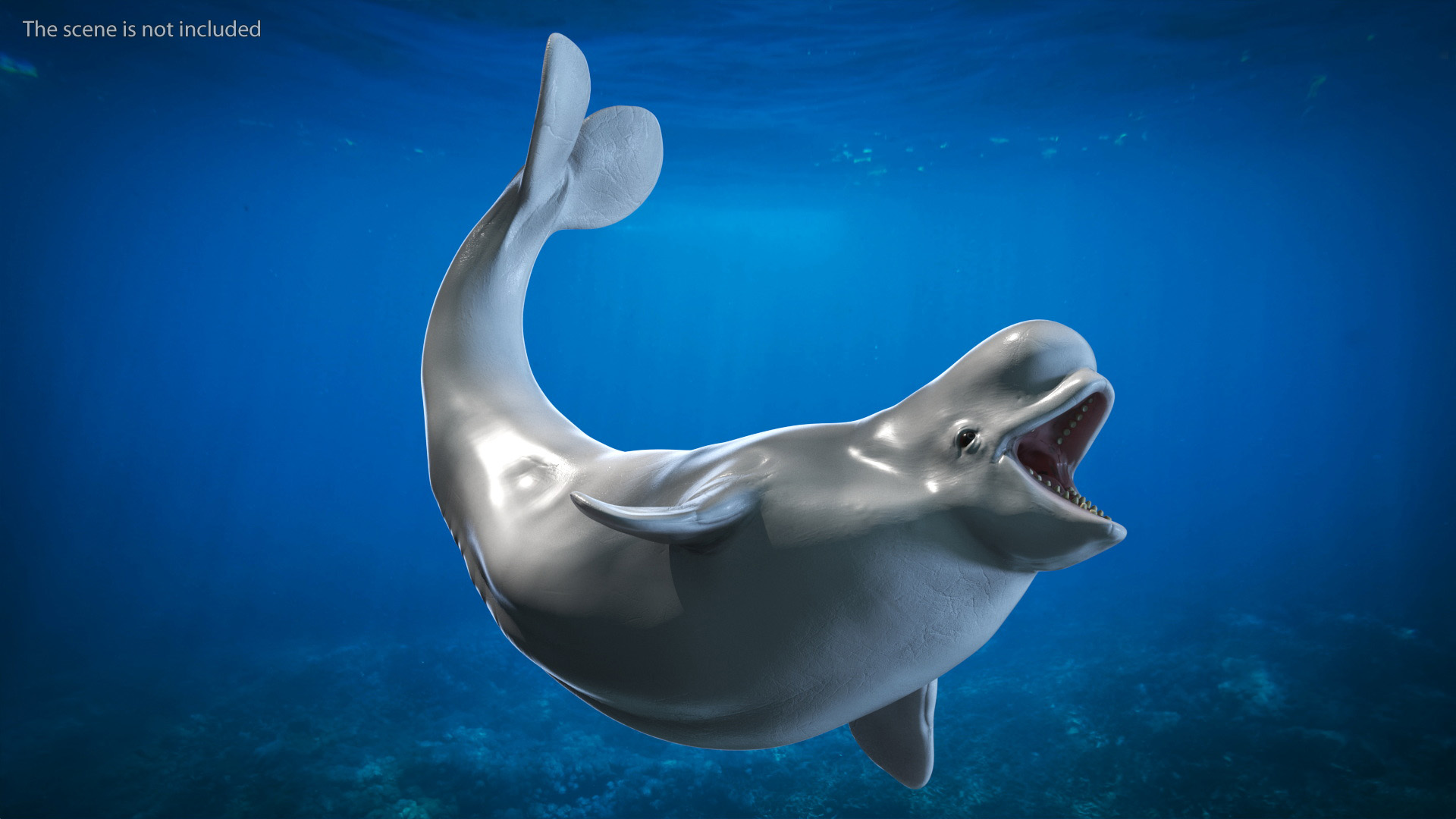 3D Beluga Whale Young Playful Pose