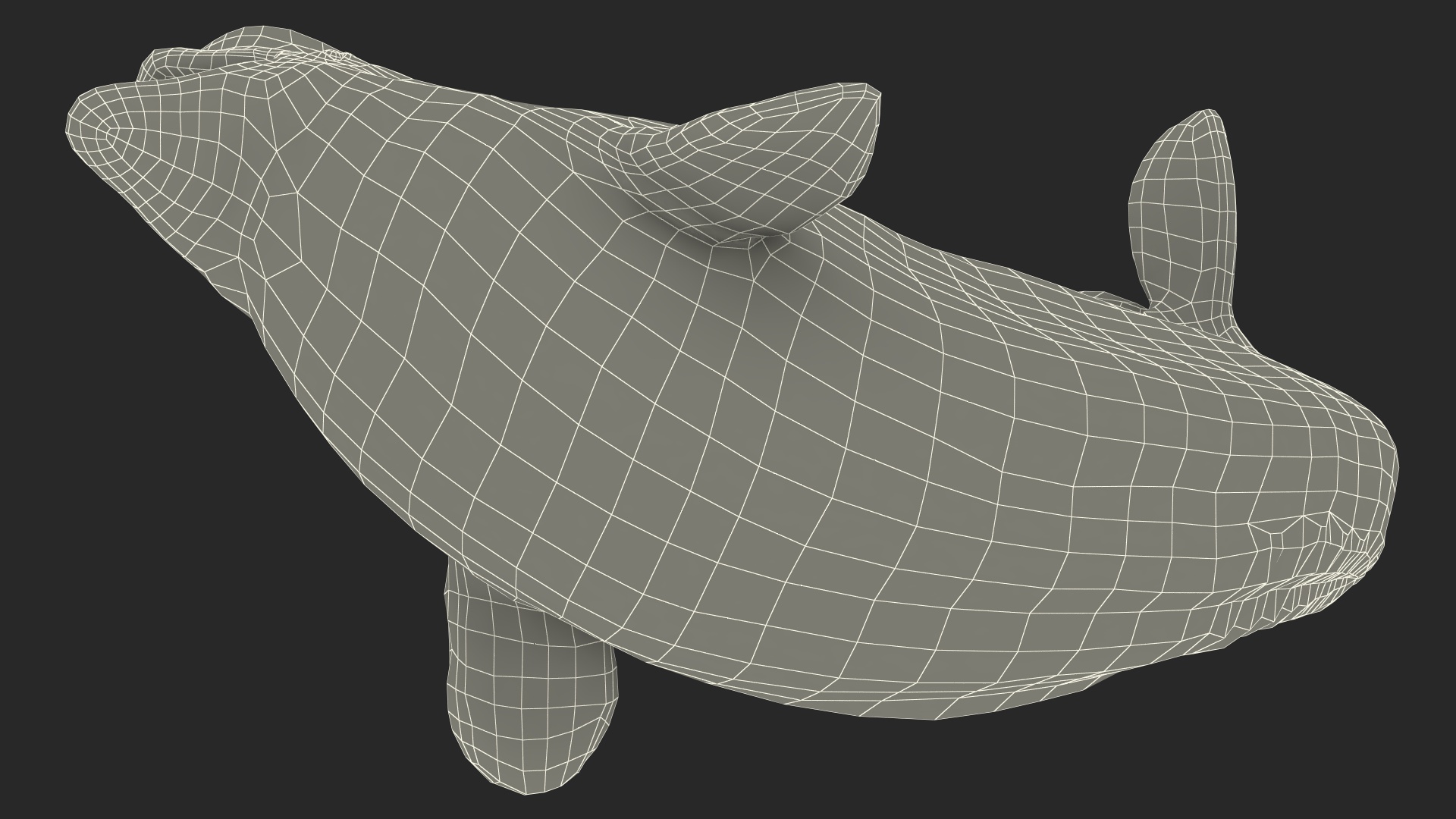 3D Beluga Whale Young Playful Pose